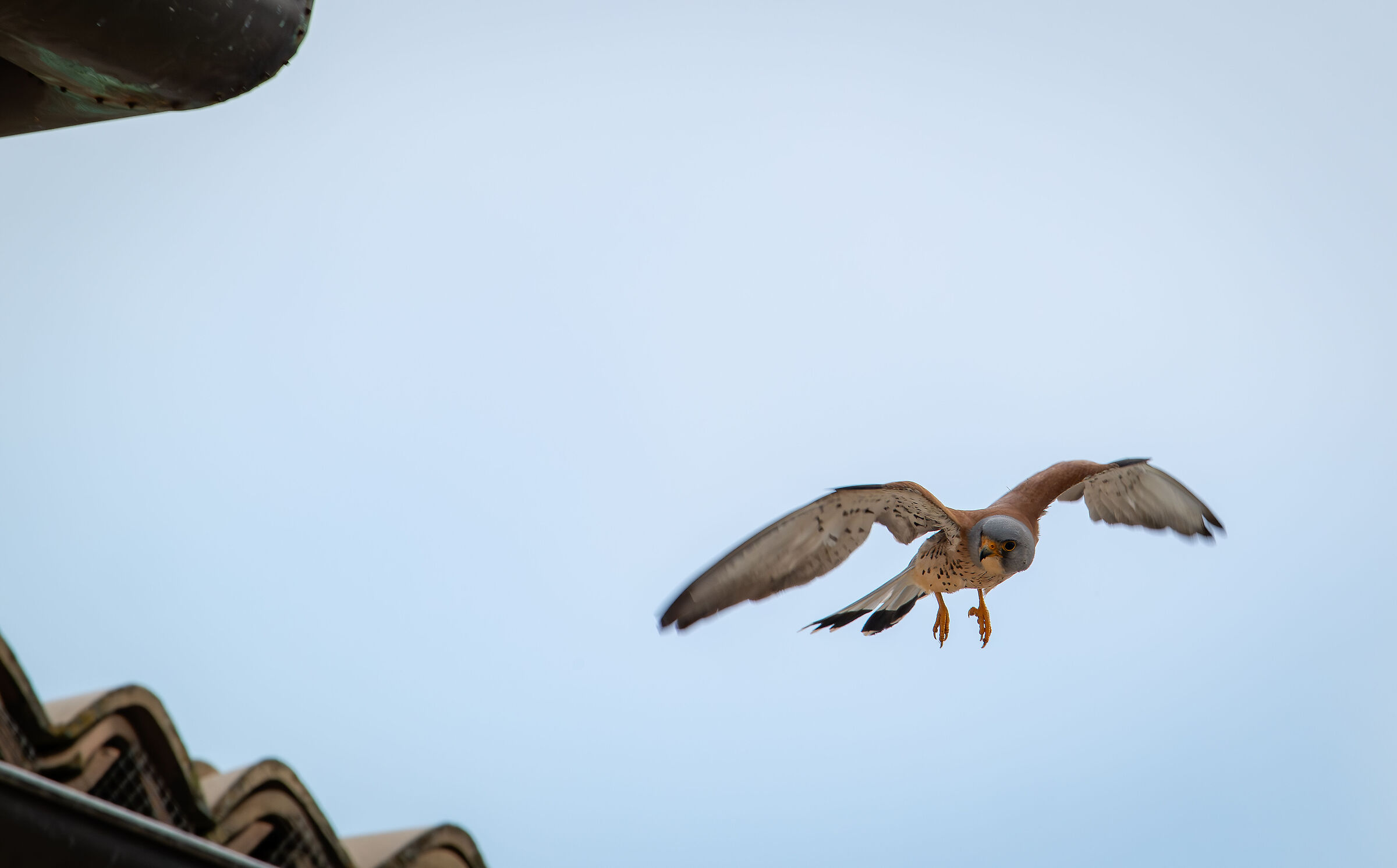 Lesser kestrel