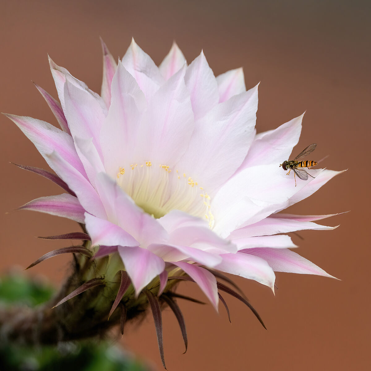 Il fiore di Cactus e la Sirfide