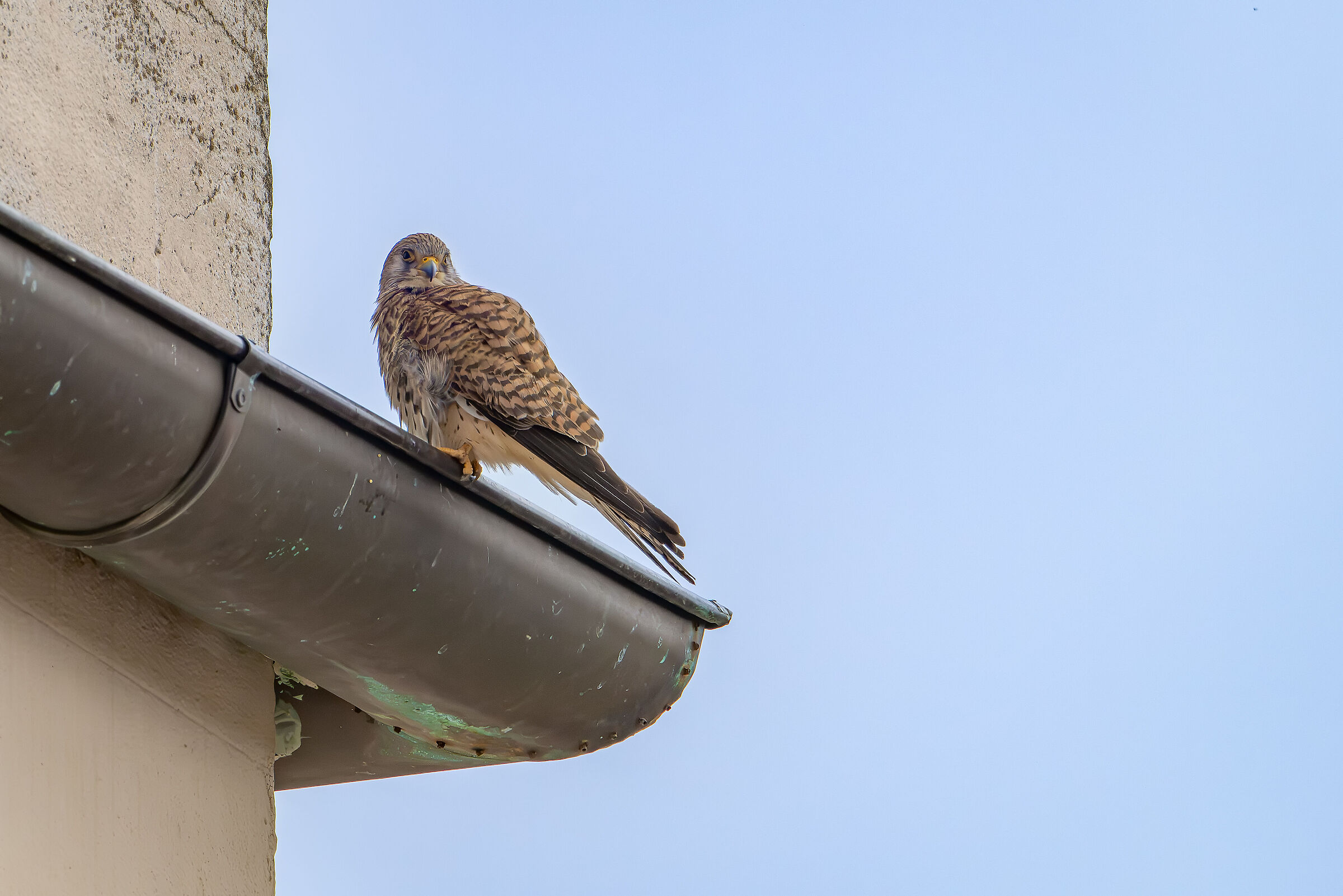 Lesser kestrel