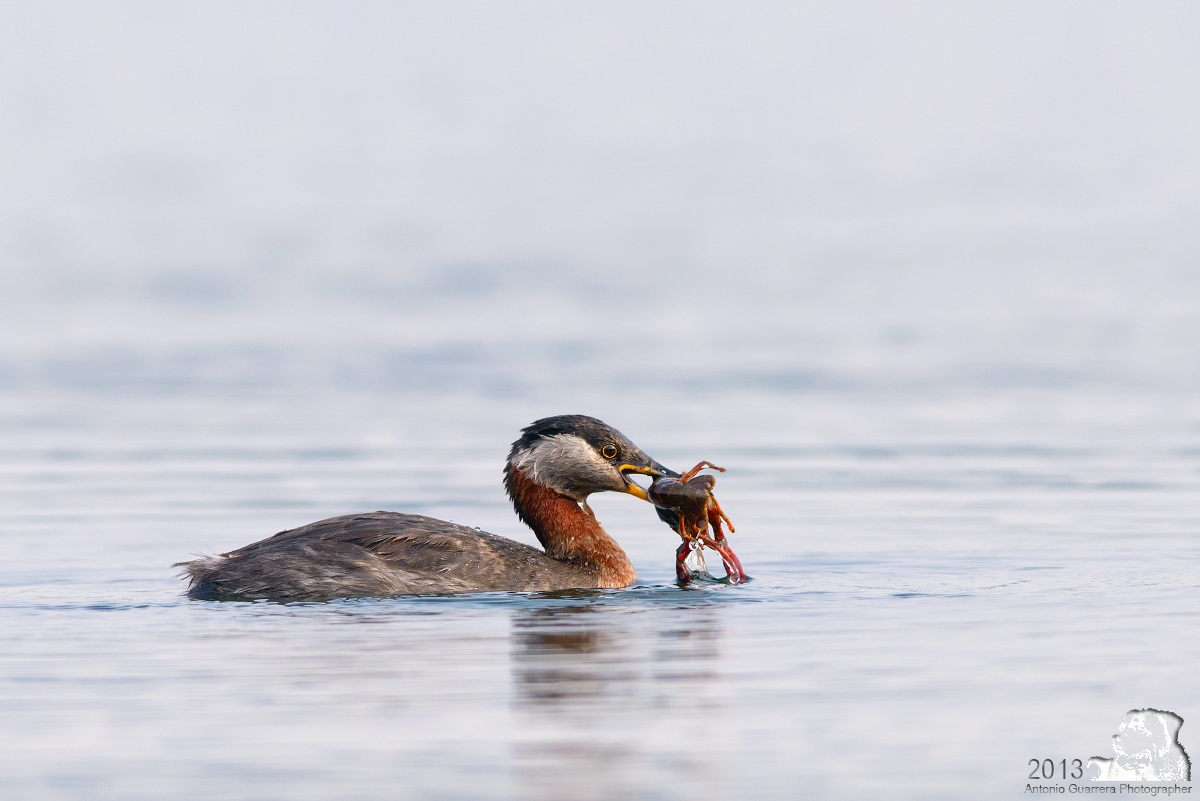 Red-necked Grebe