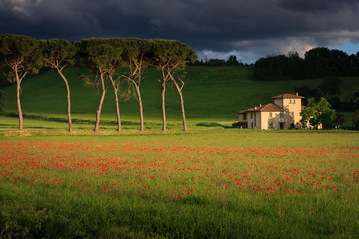 Tuscan painting ...
