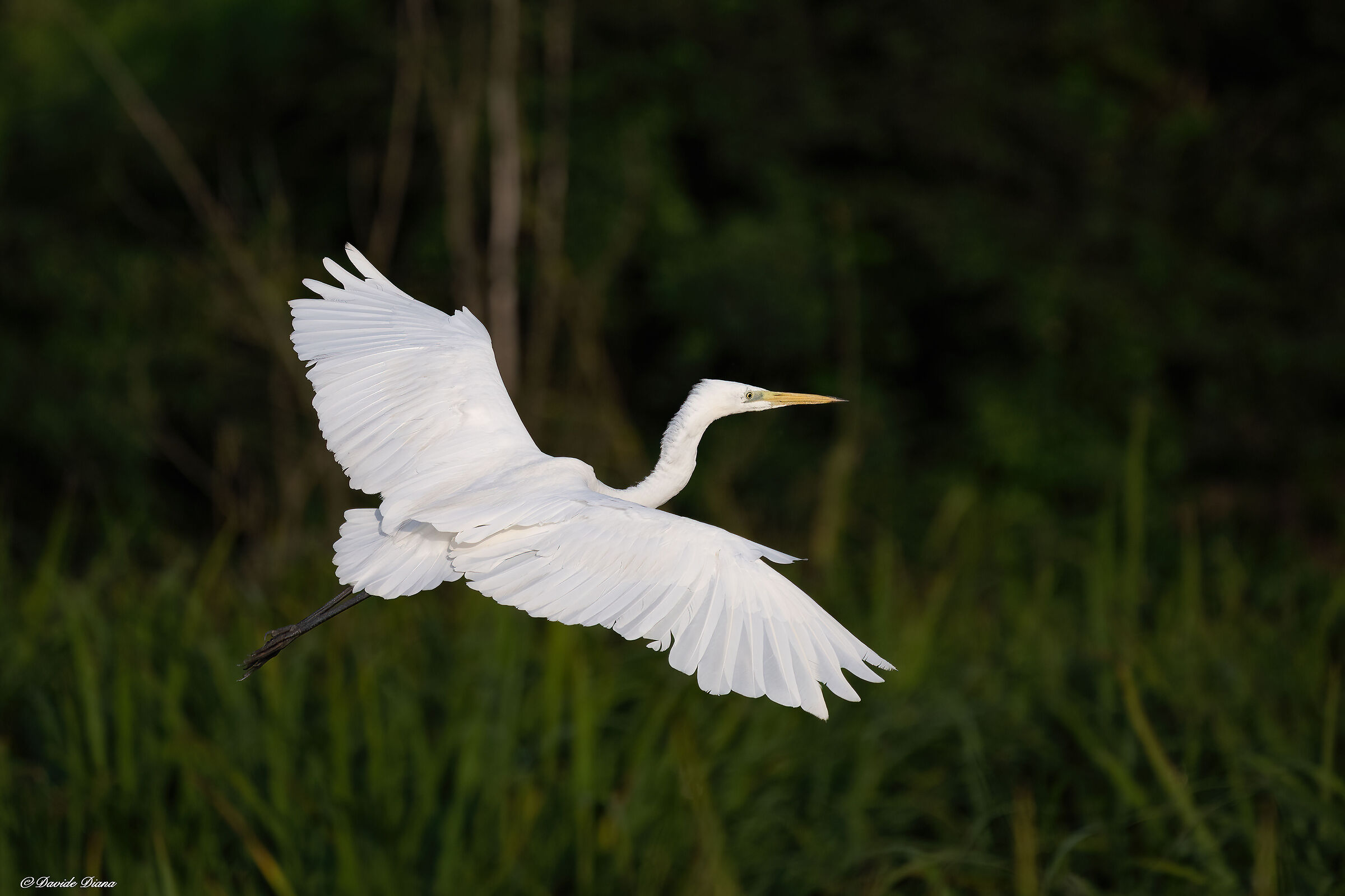 Great White Heron