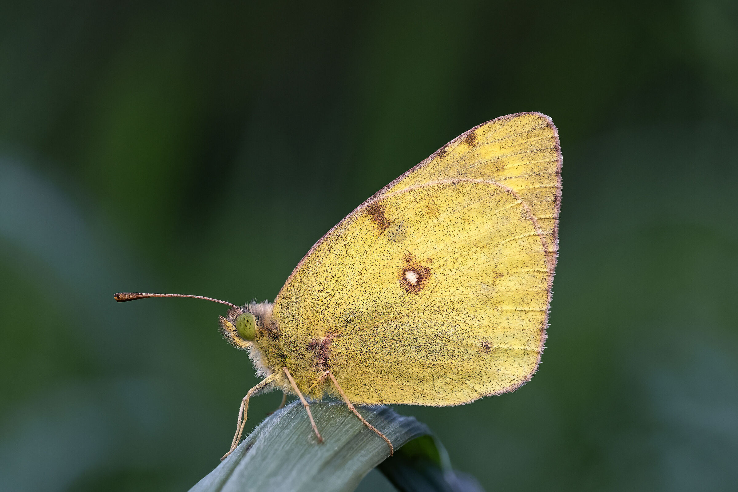 Colias alfacariensis