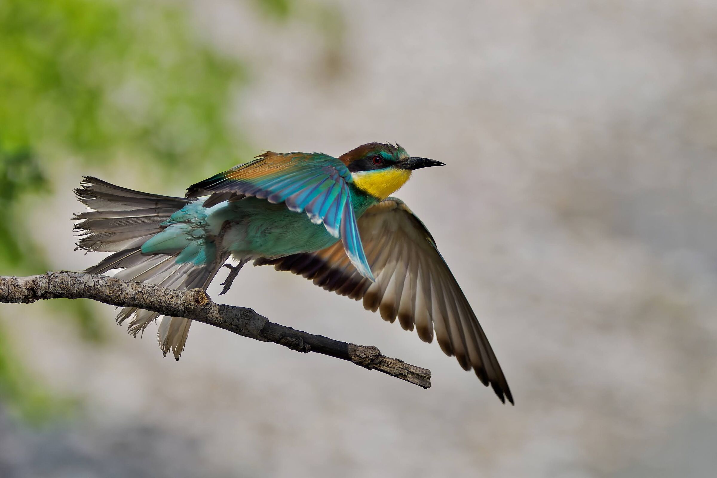 Bee-eater, the detachment.