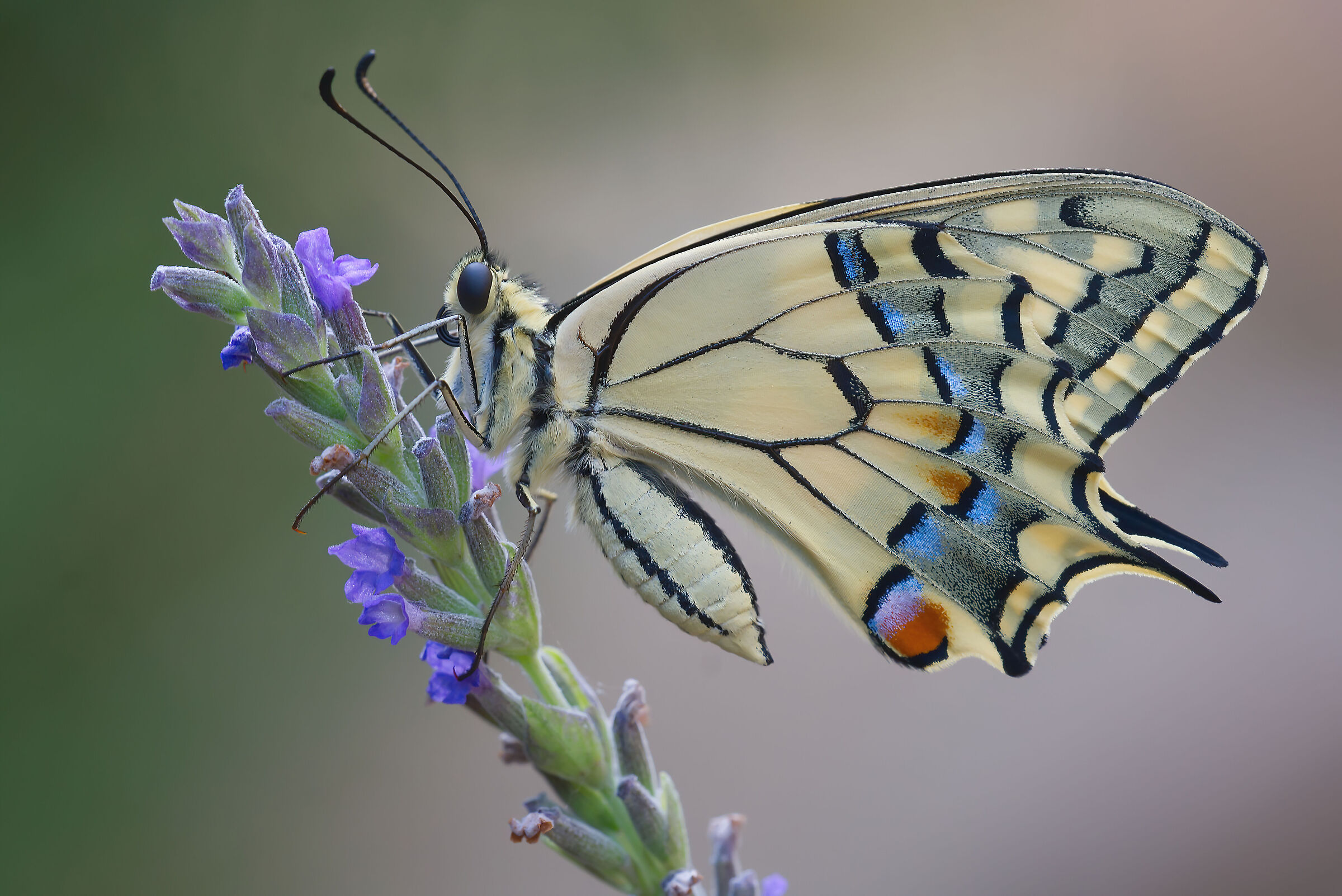 Gradito ospite sulla lavanda "Papilio machaon"