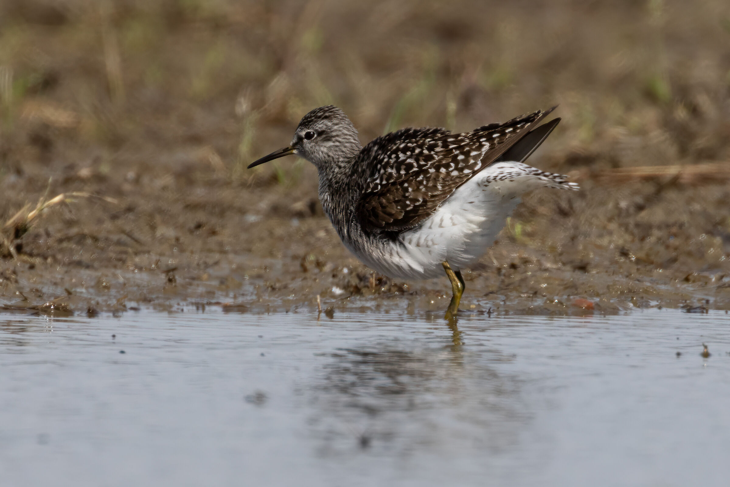 Wood Sandpiper