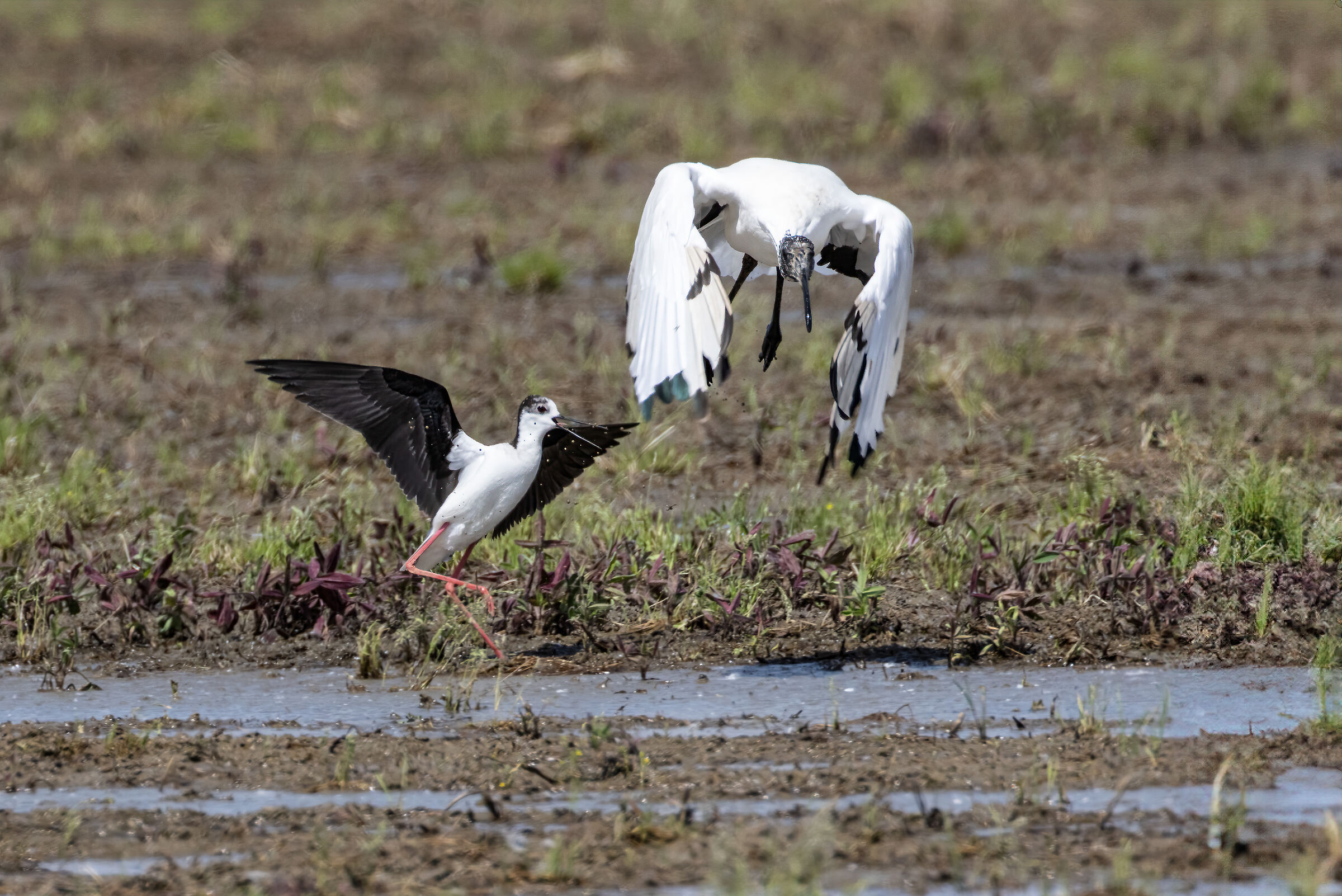 Black-winged Stilt vs Ibis