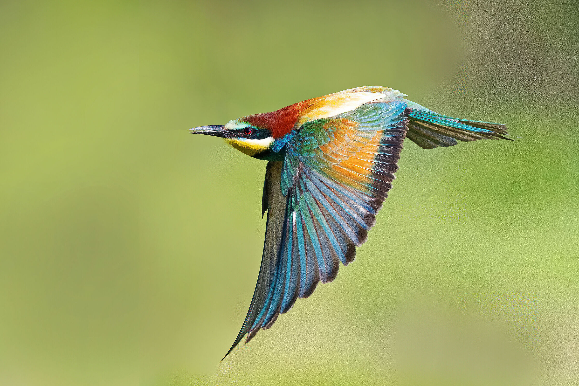 Bee-eater in flight