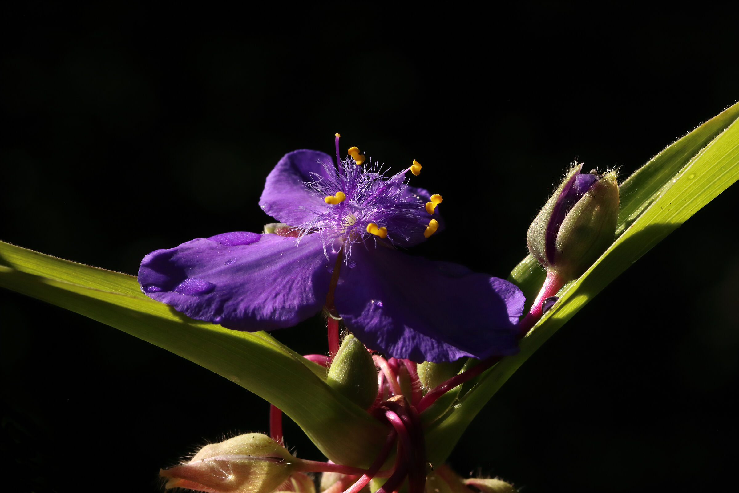 In Uncle's Garden (Forest)