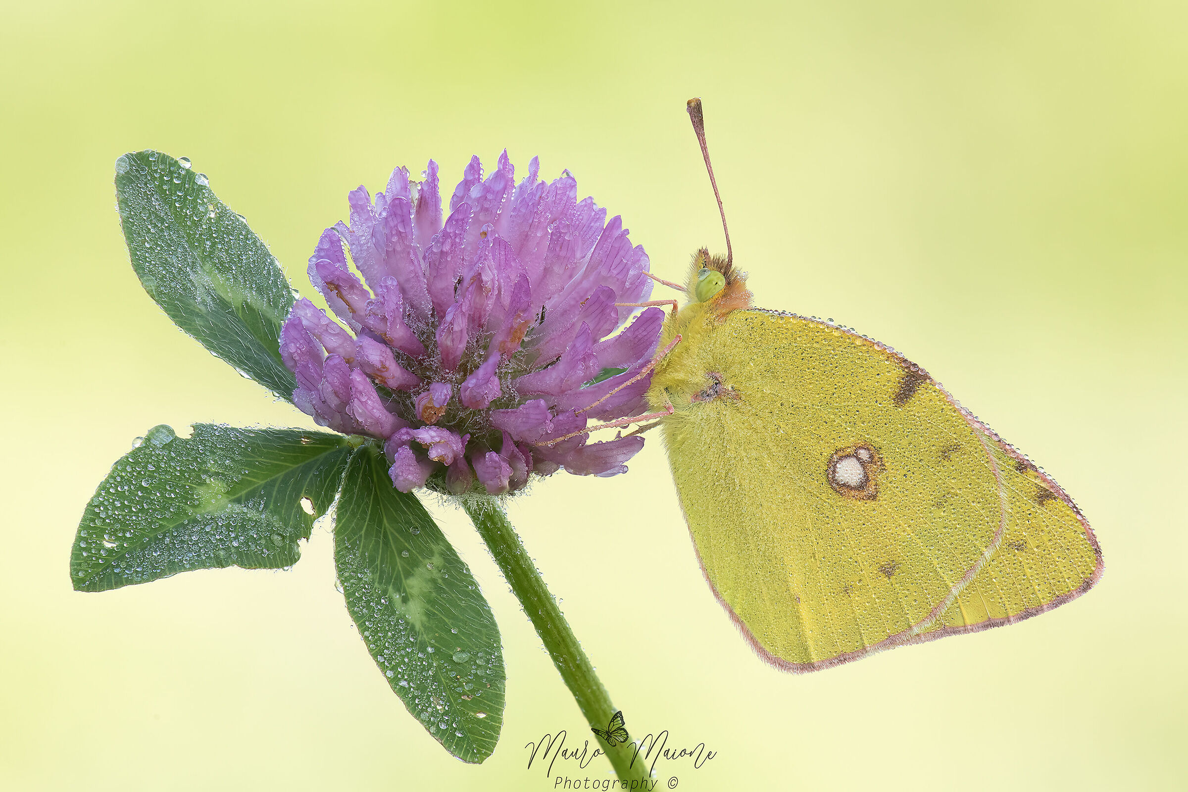 Colias Croceus