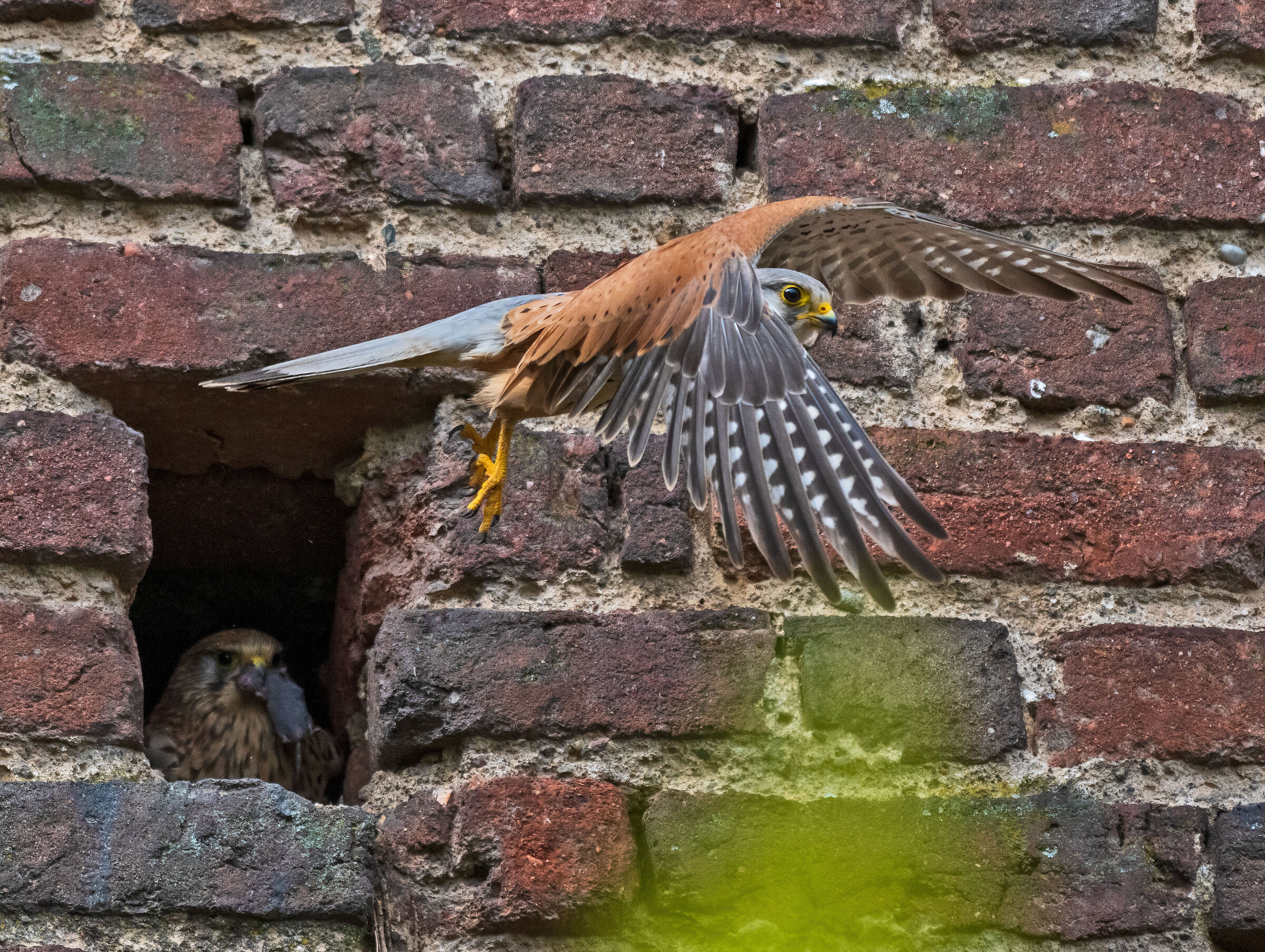 Male kestrel