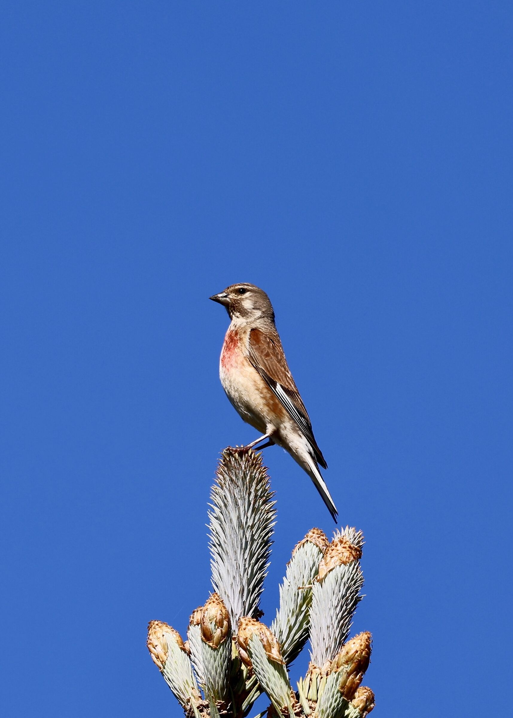 Linnet