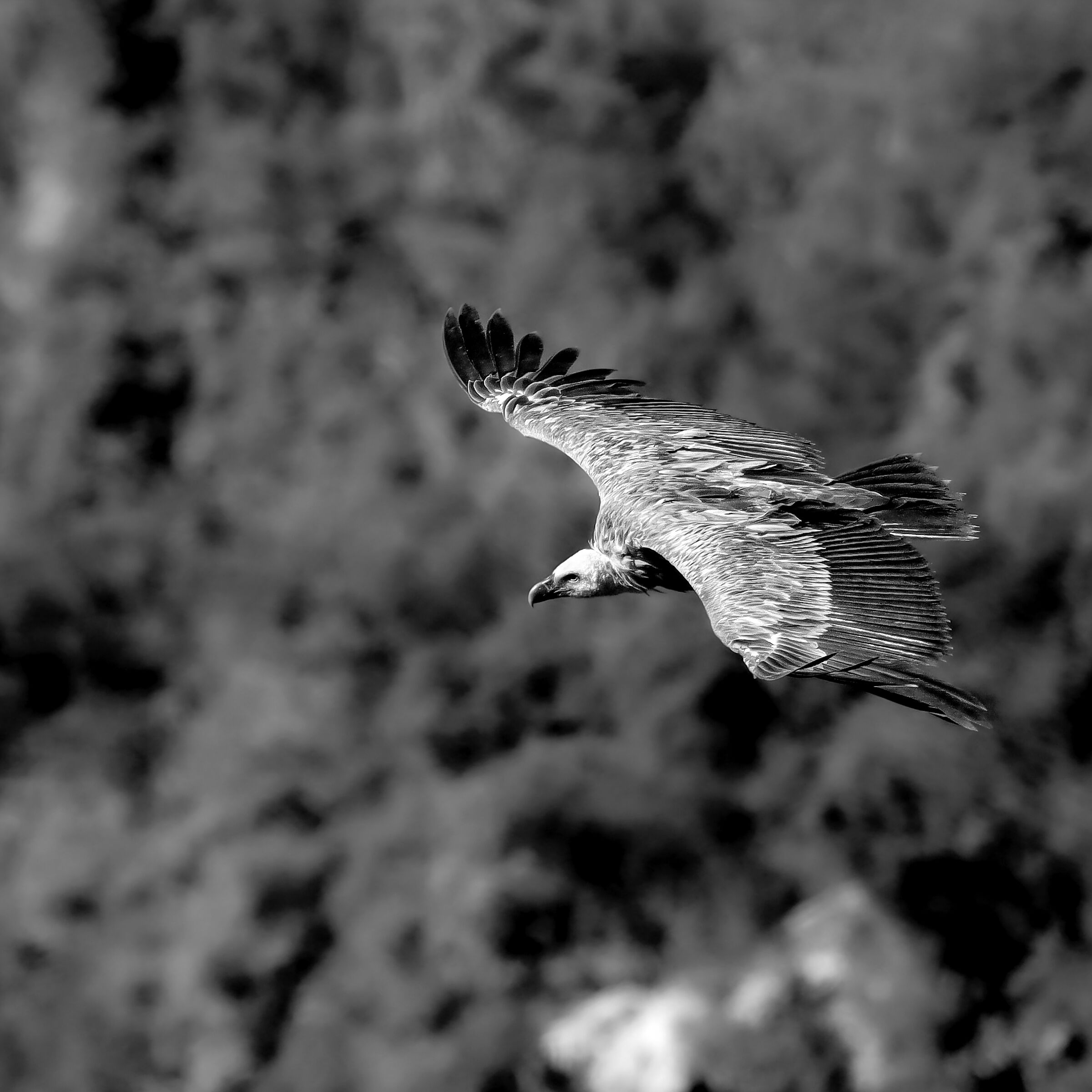 Grifone in Volo