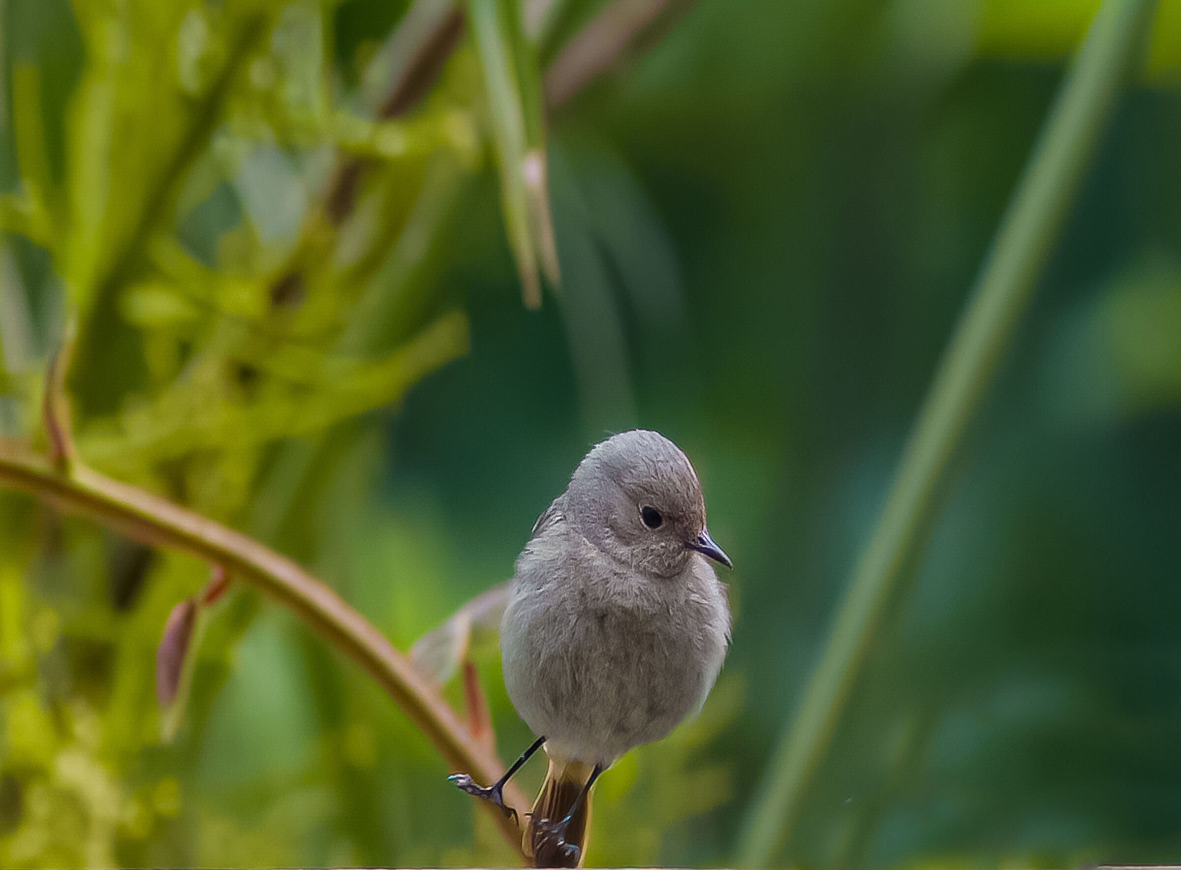 Un saltino qui .. Un saltino li ..