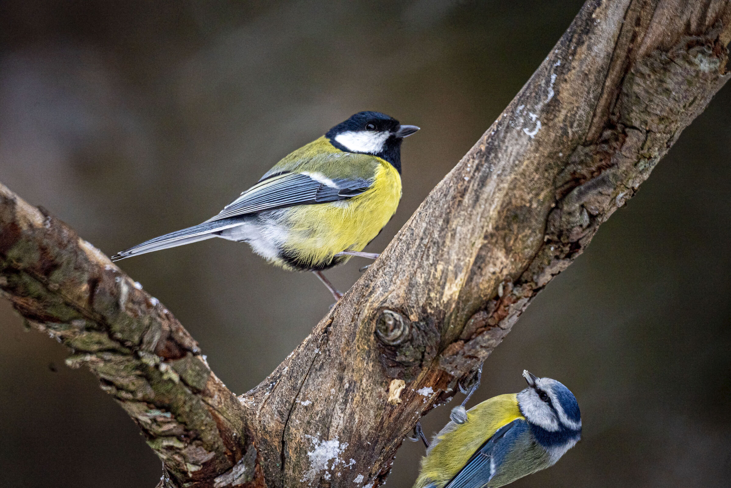 Bia&lstrok;owie?a 2023