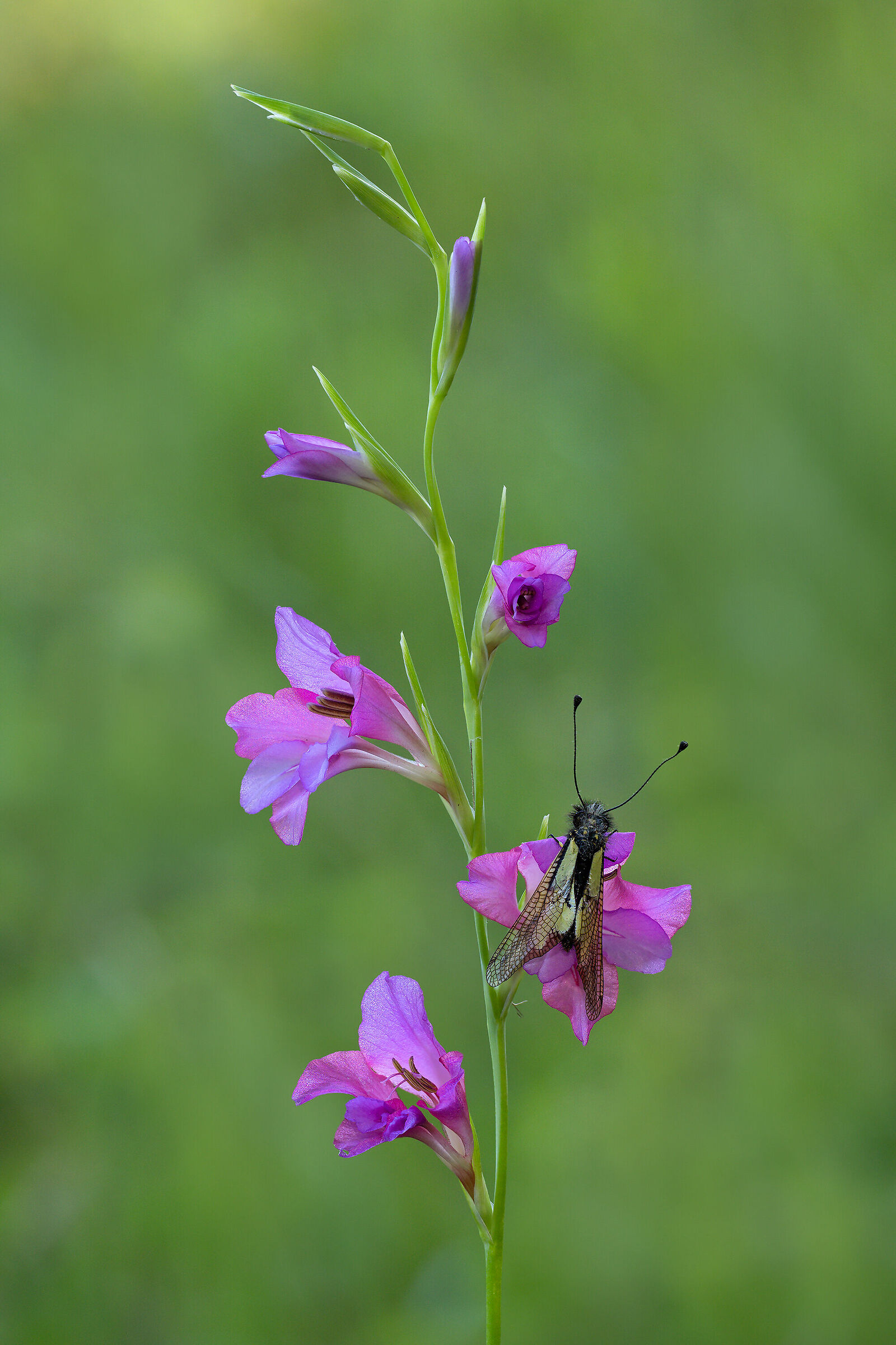 Libelloides coccajus