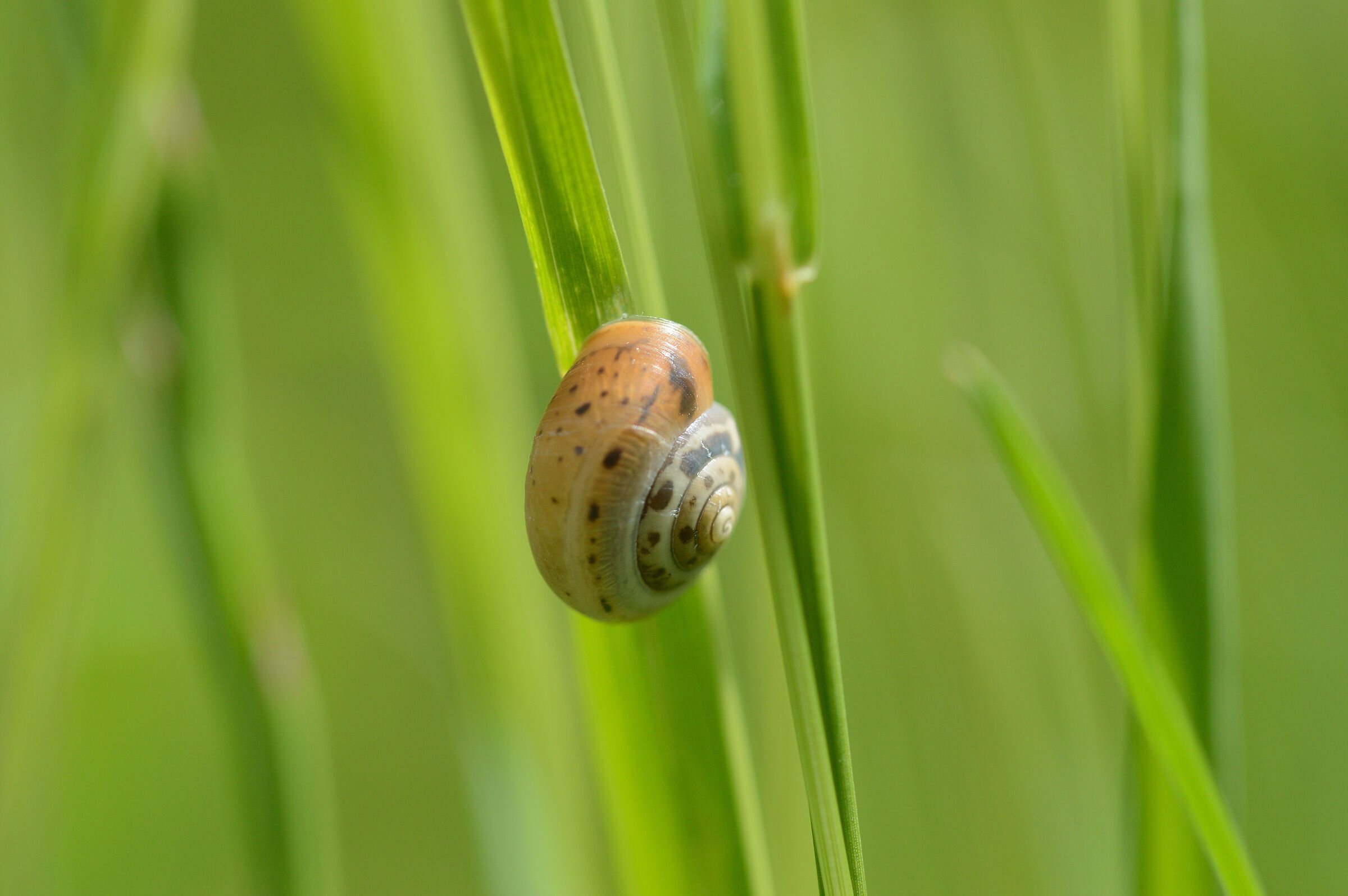 Snail