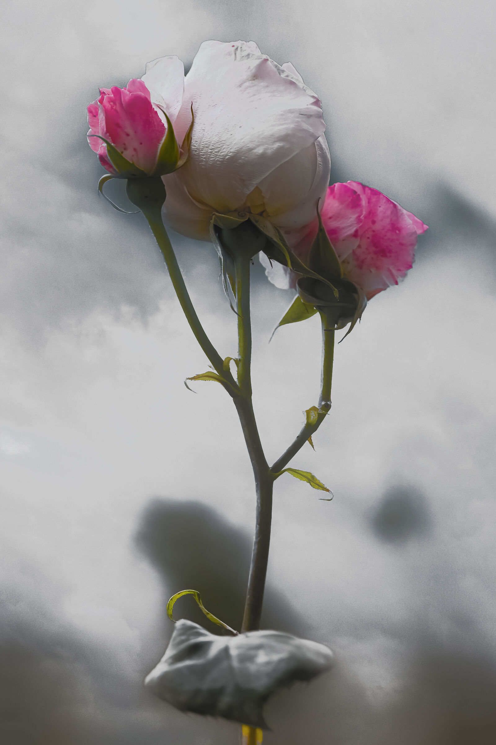 Un omaggio alla Mia Mamma e alle sue Sorelle..