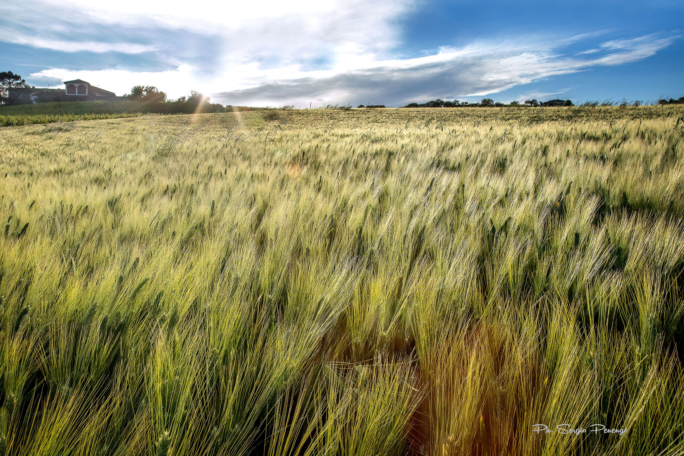 L'orzo sta maturando