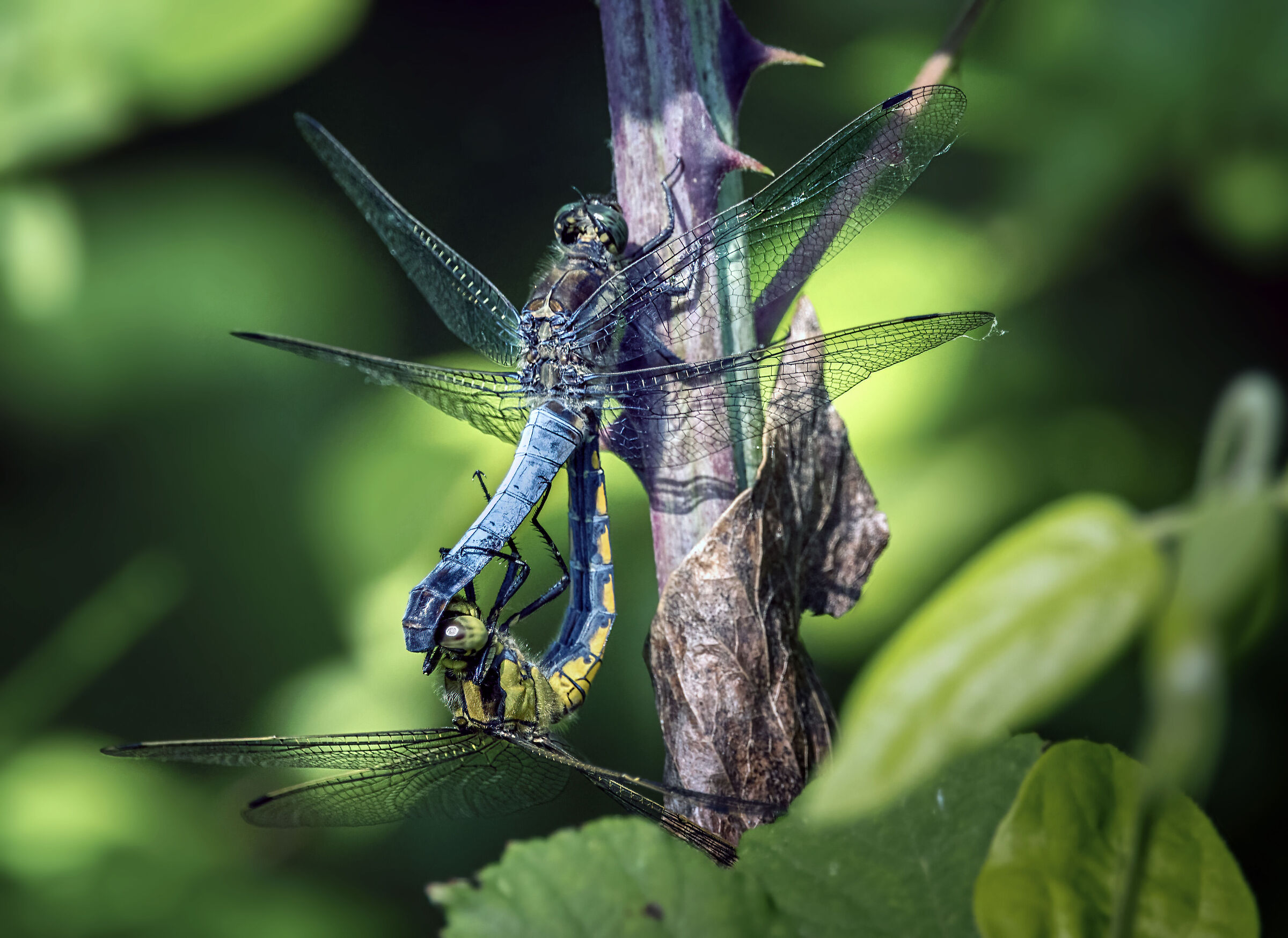 Libellula
