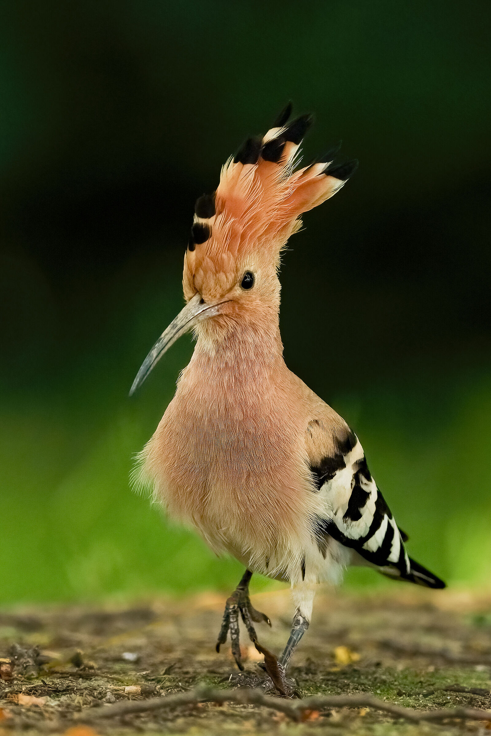 Hoopoe Portrait