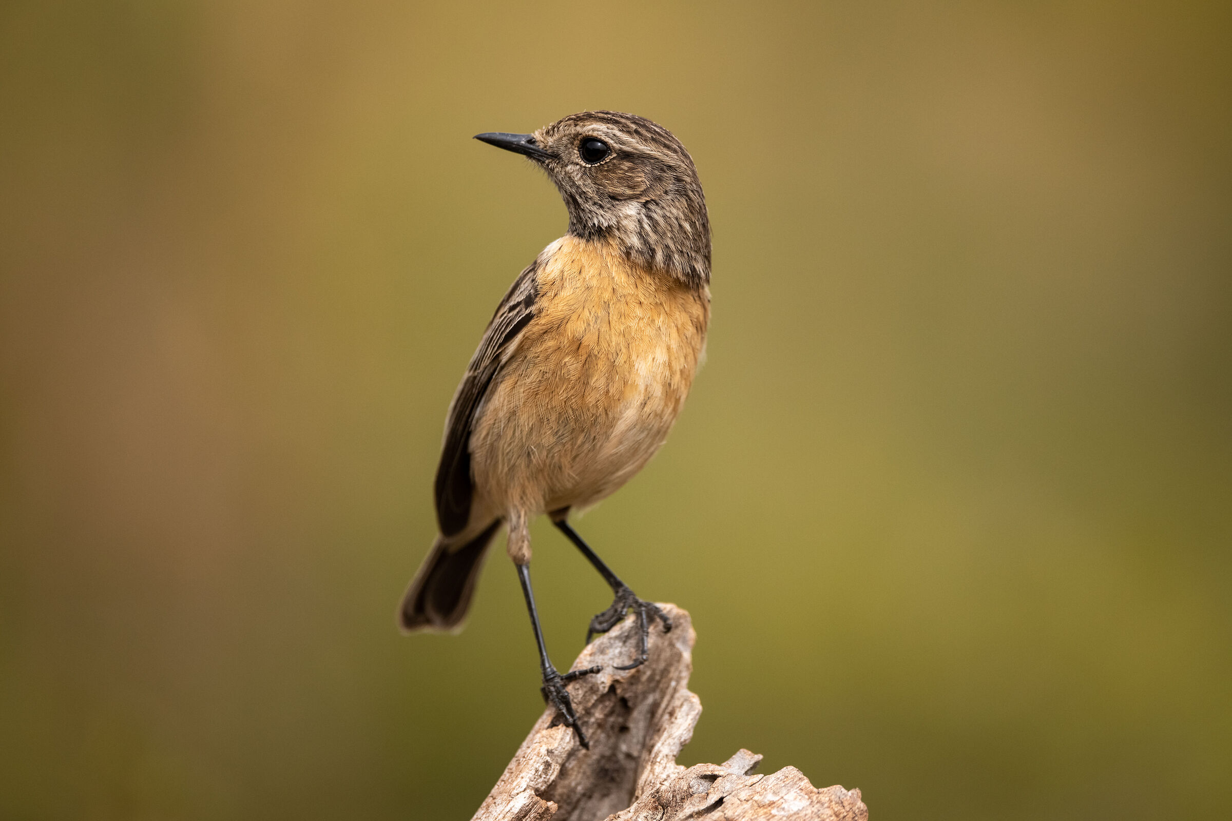 "La signora" Saltimpalo ( Saxicola rubicola)