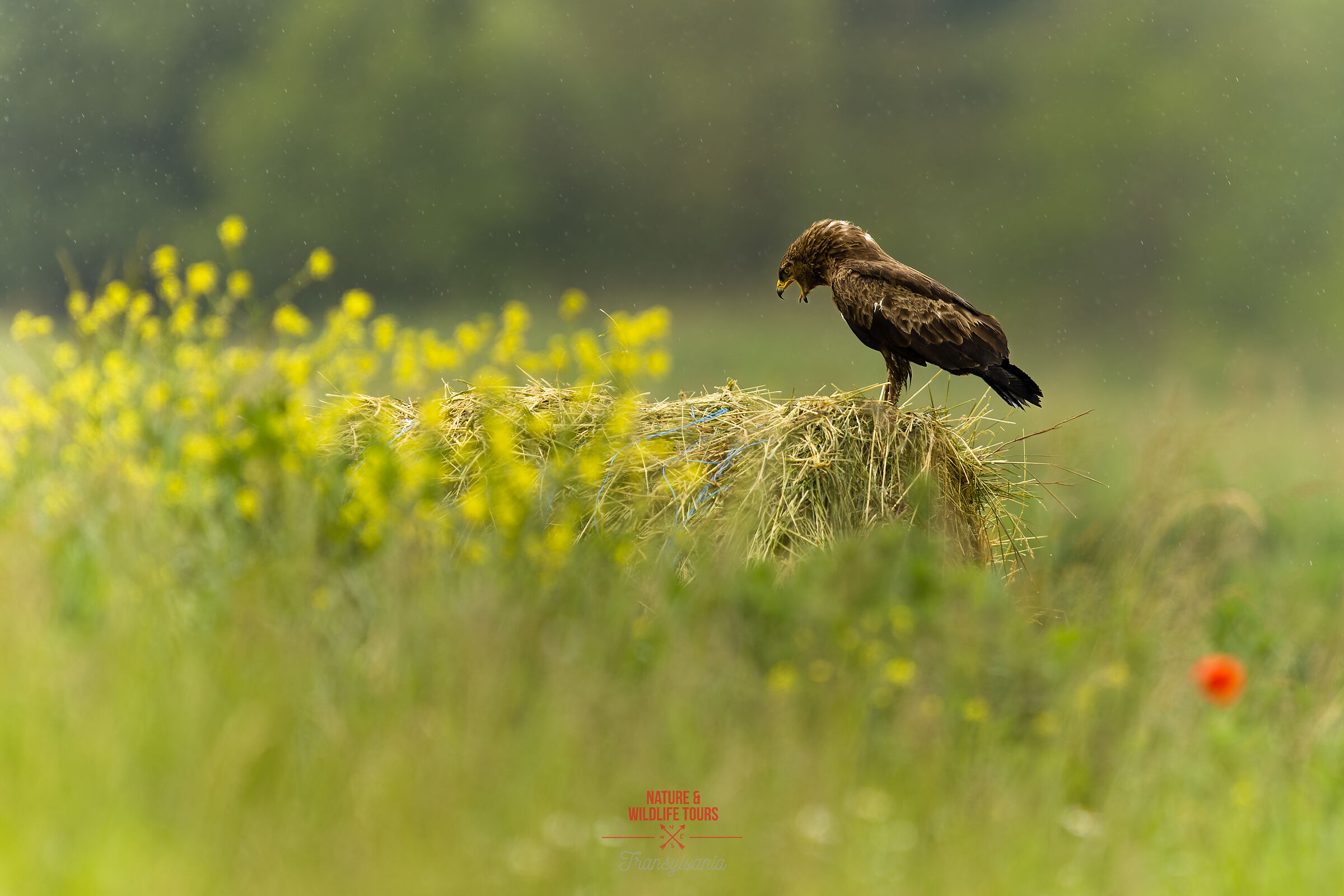 Pomarina hating the storm