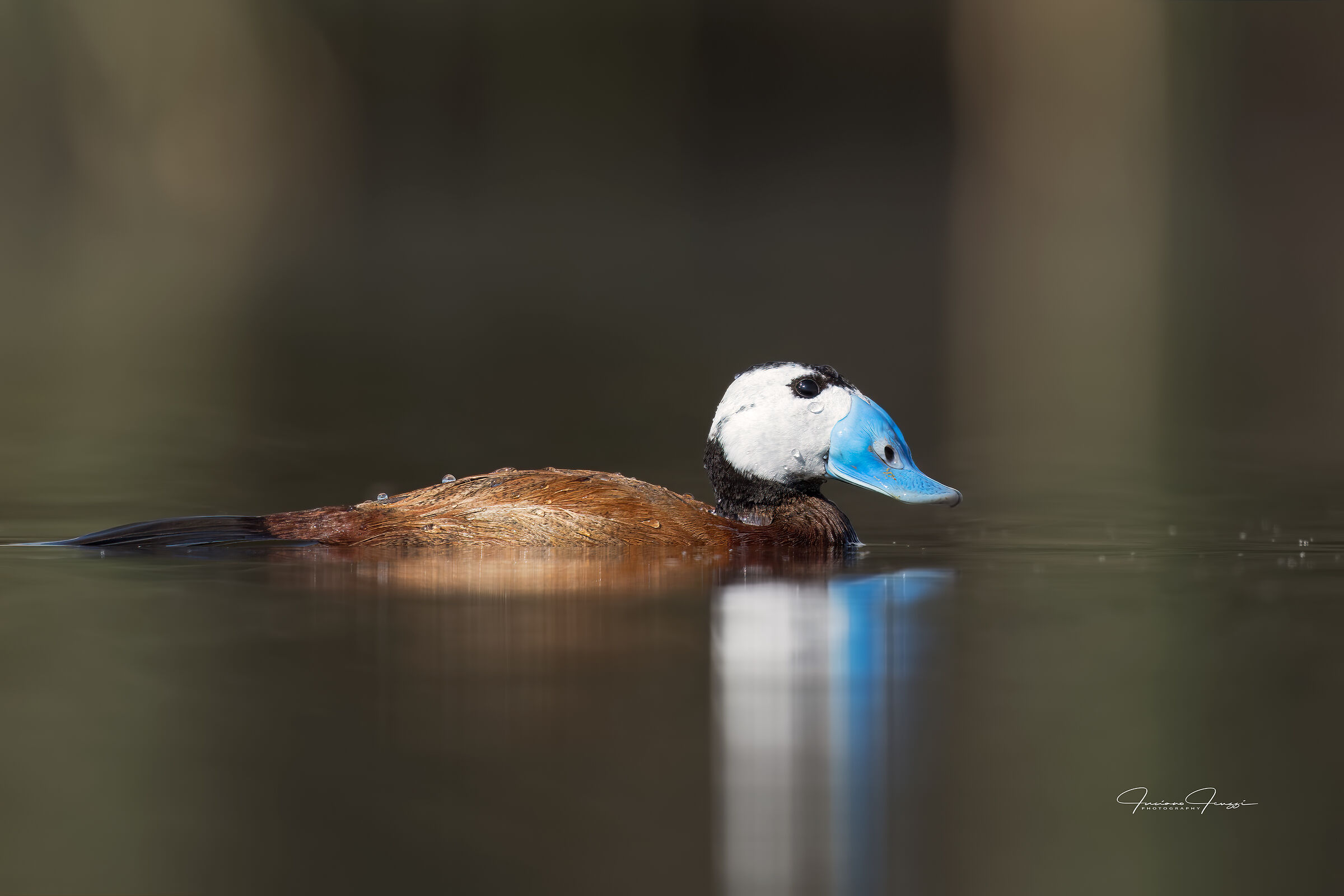 Rusty Hunchback (Oxyura leucocephala)