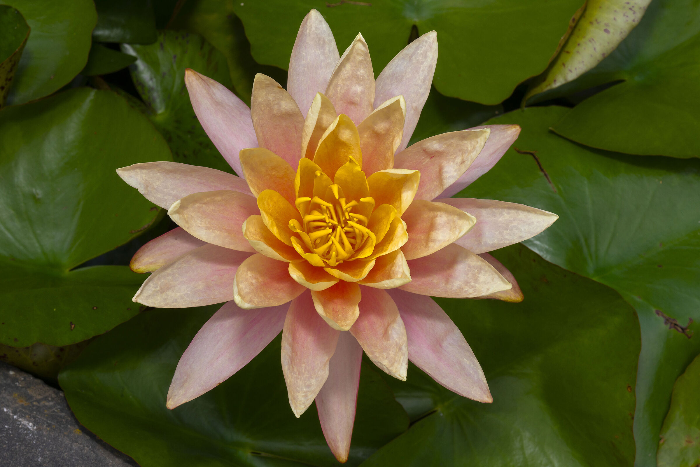 Nymphaea