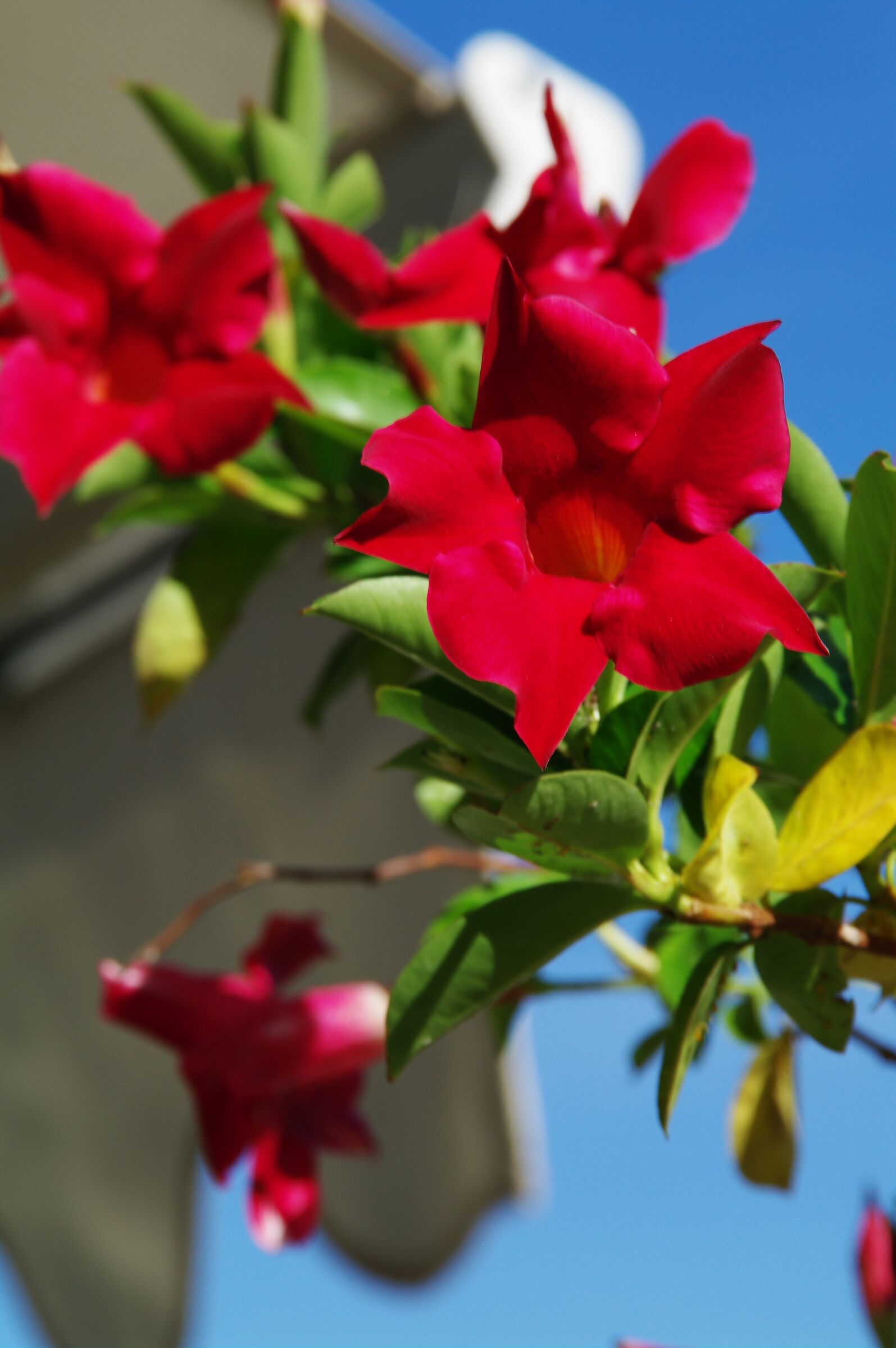 Fiori