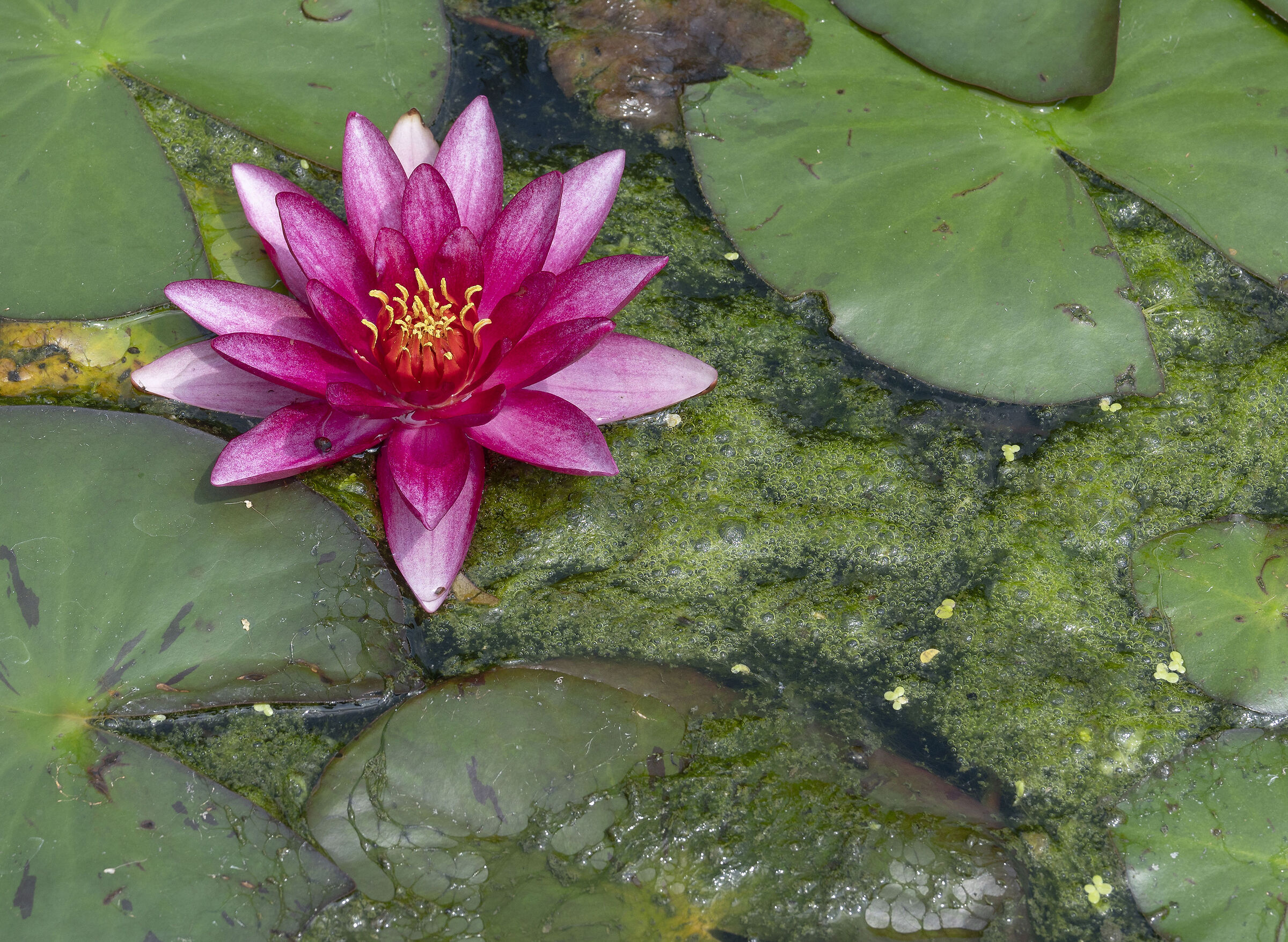 Nimphaea rubra