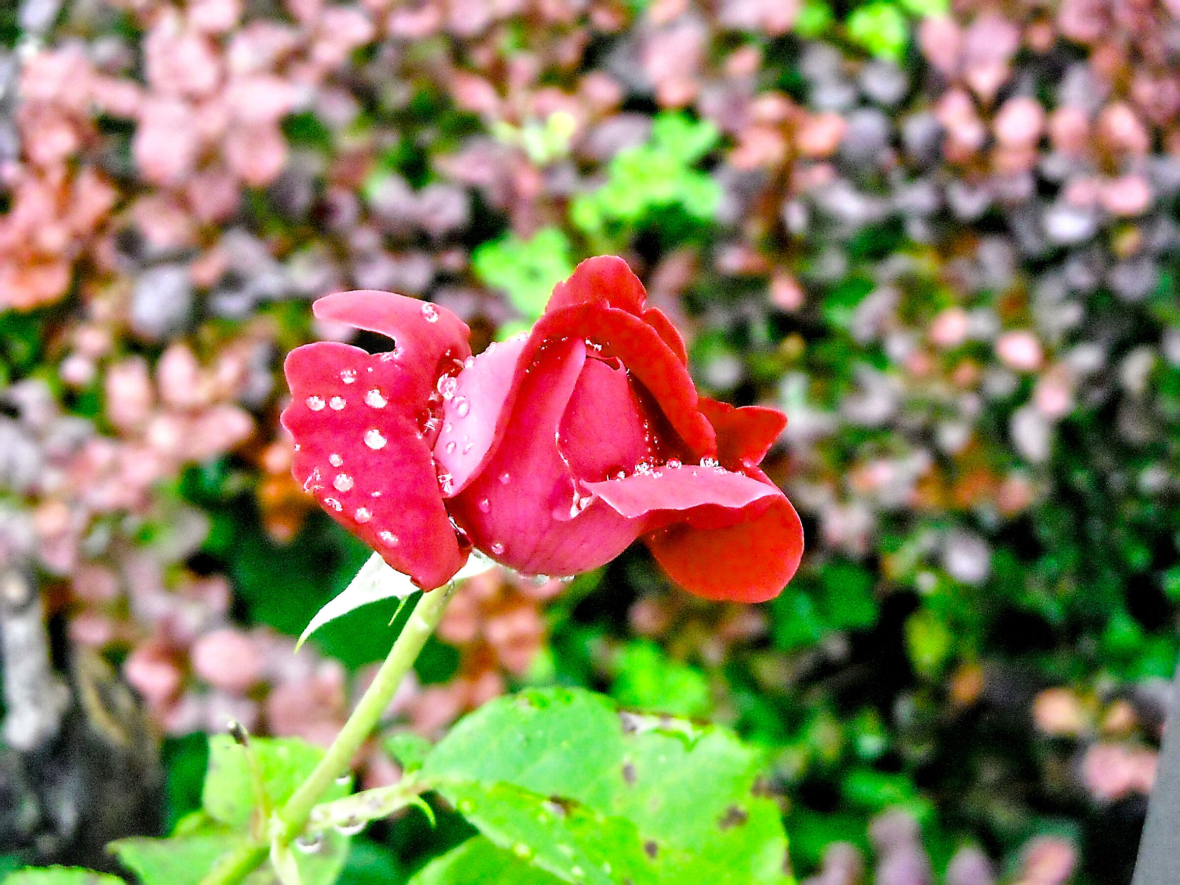 Rosebud struggling with the rain