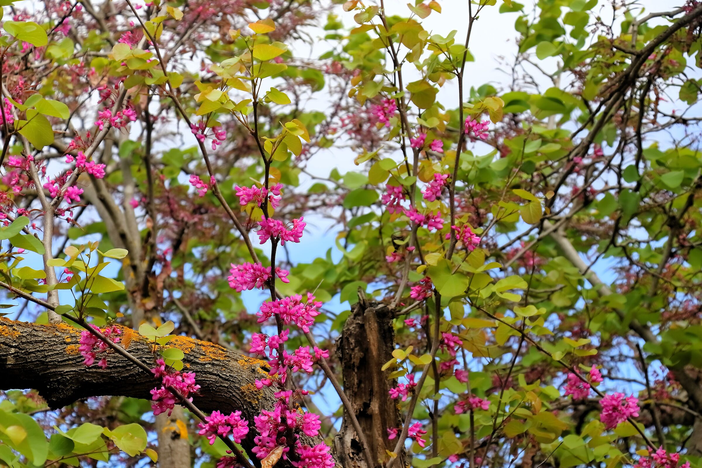 Valley of the Temples 18-04-2024 - 0587
