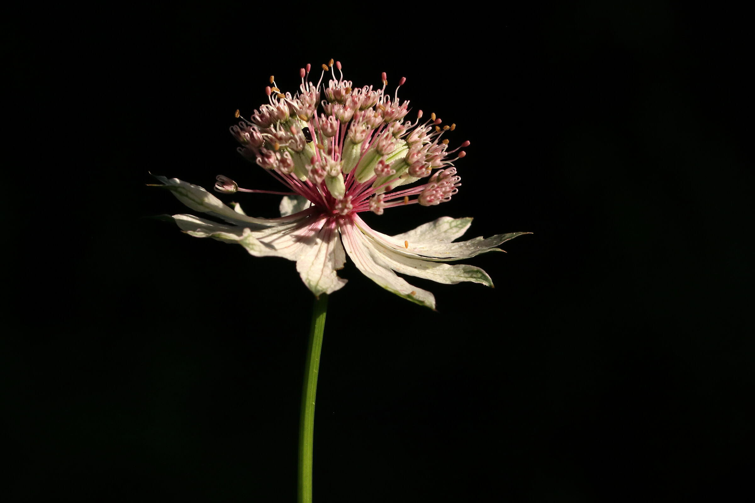 Astranzia Maggiore in my woods