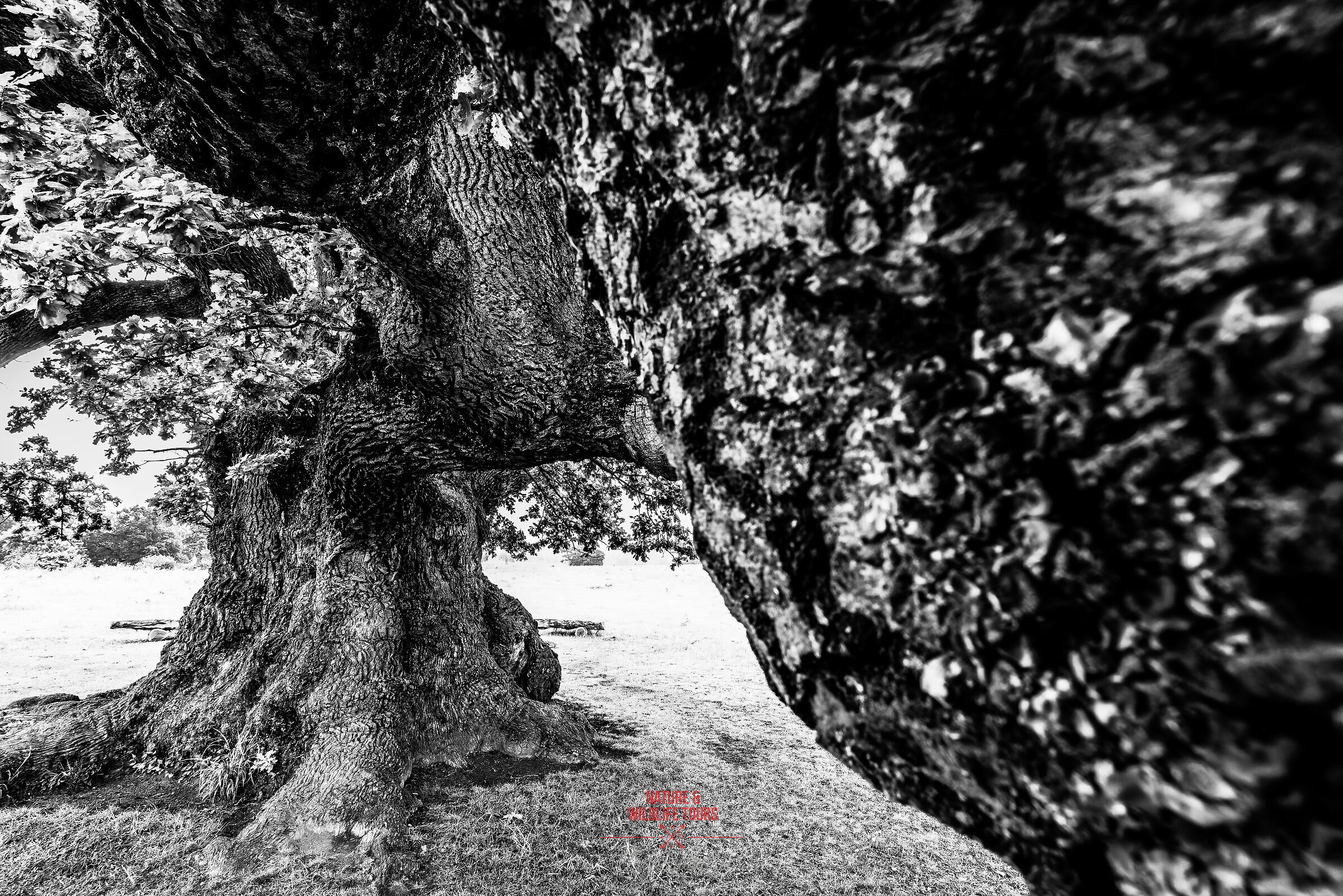 Abbracciando il Vecchio dei Carpazi