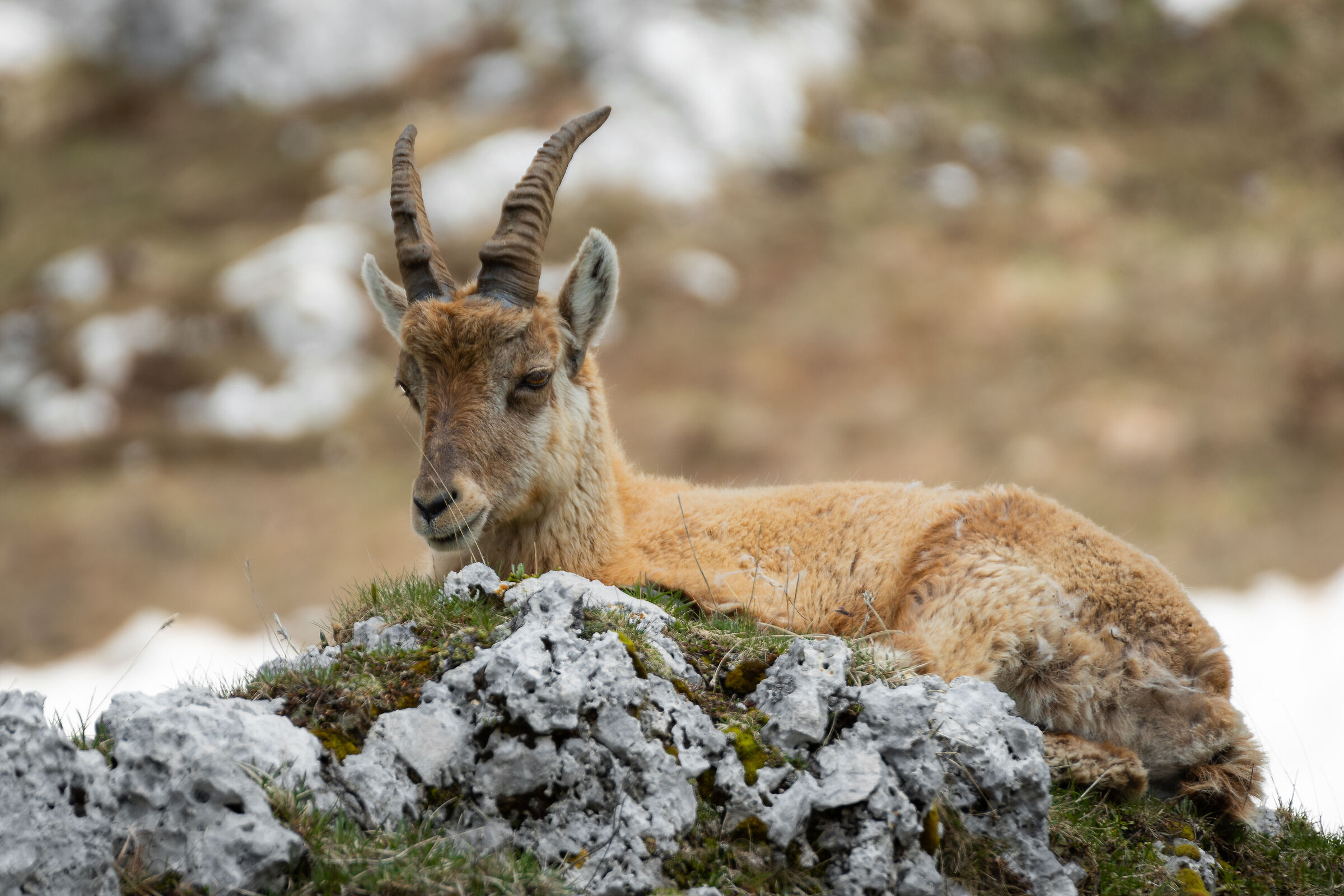 Il riposo del giovane