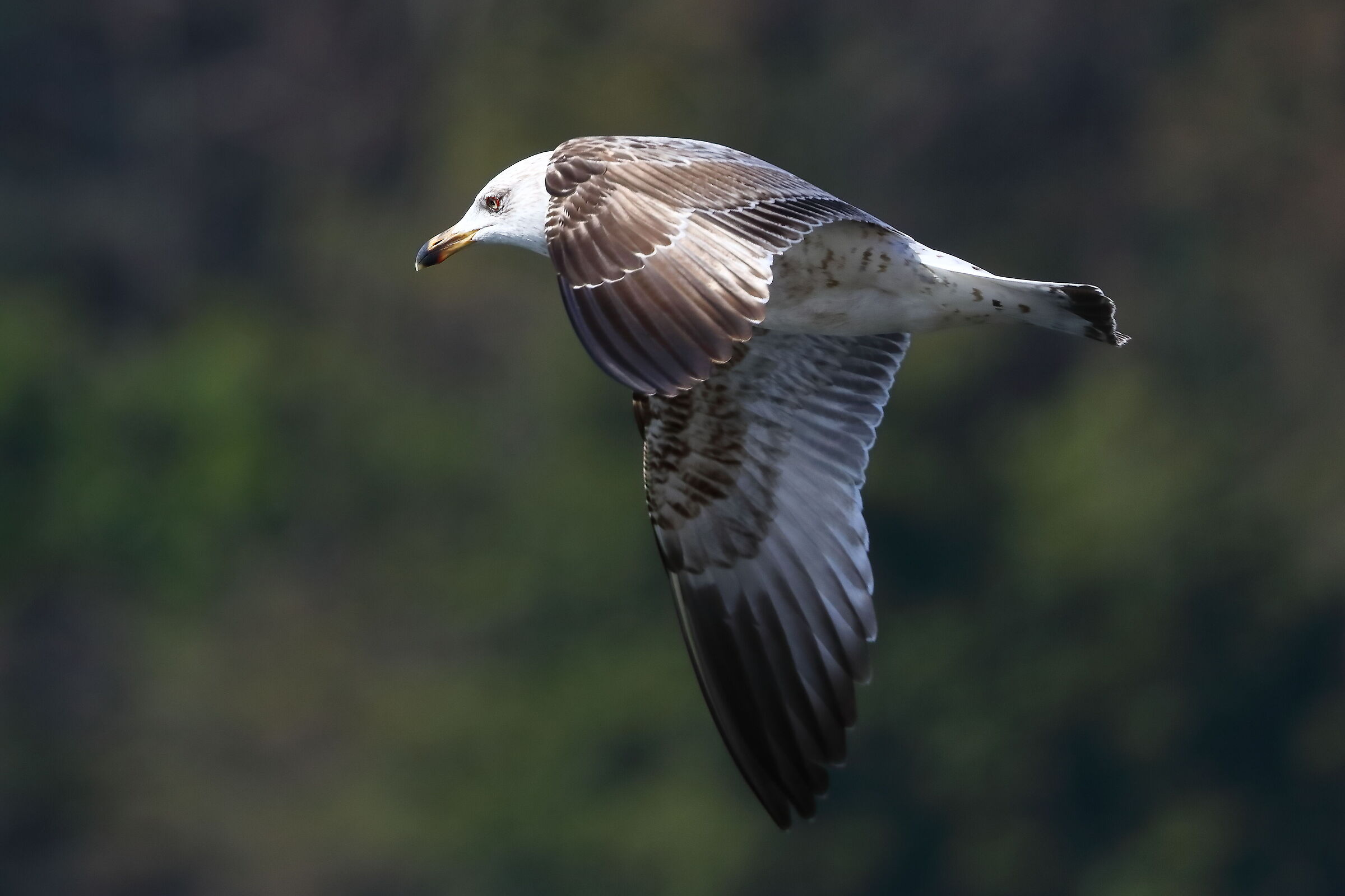 Seagull R 19 March 2024 - 0188