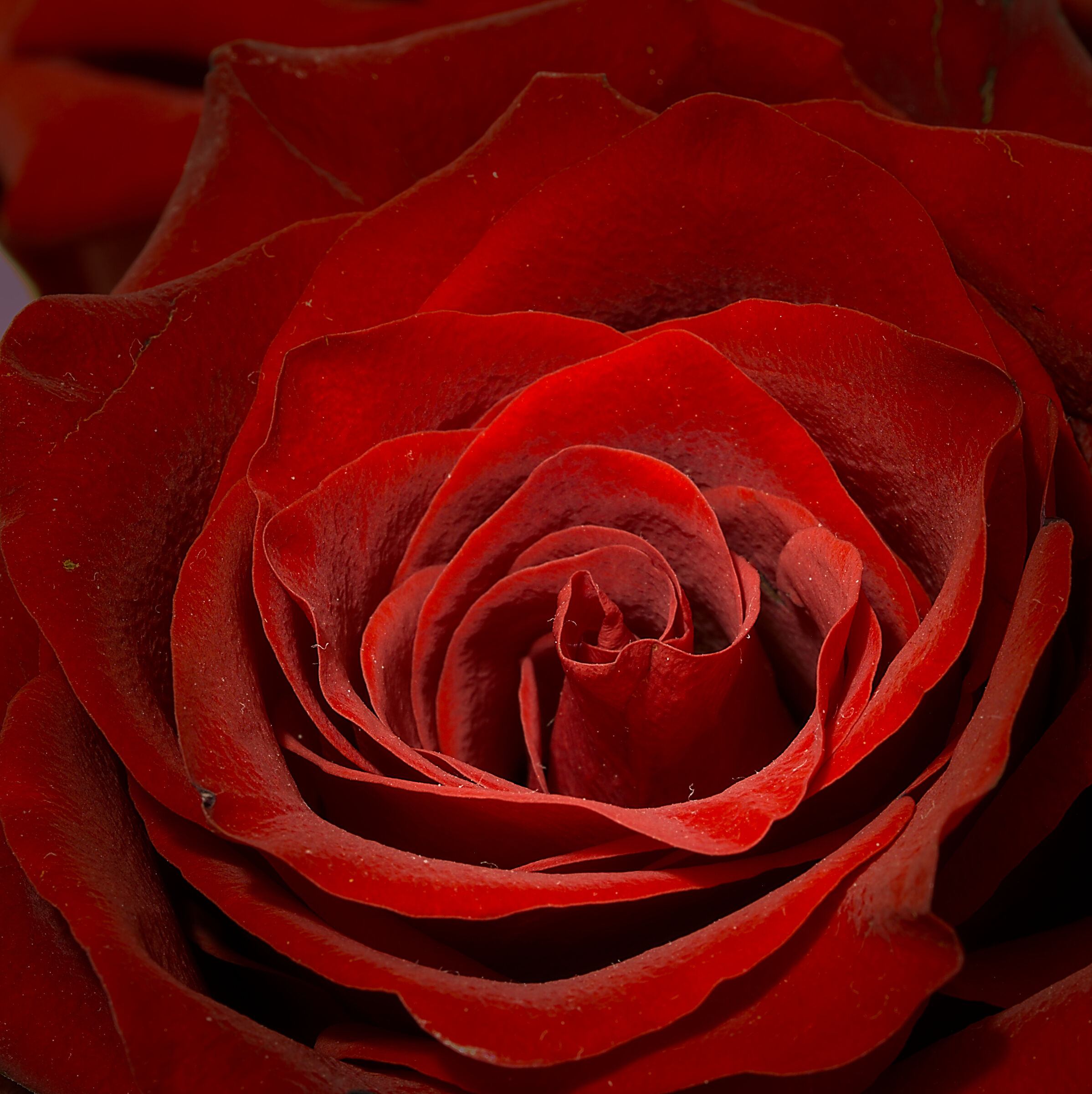 red rose