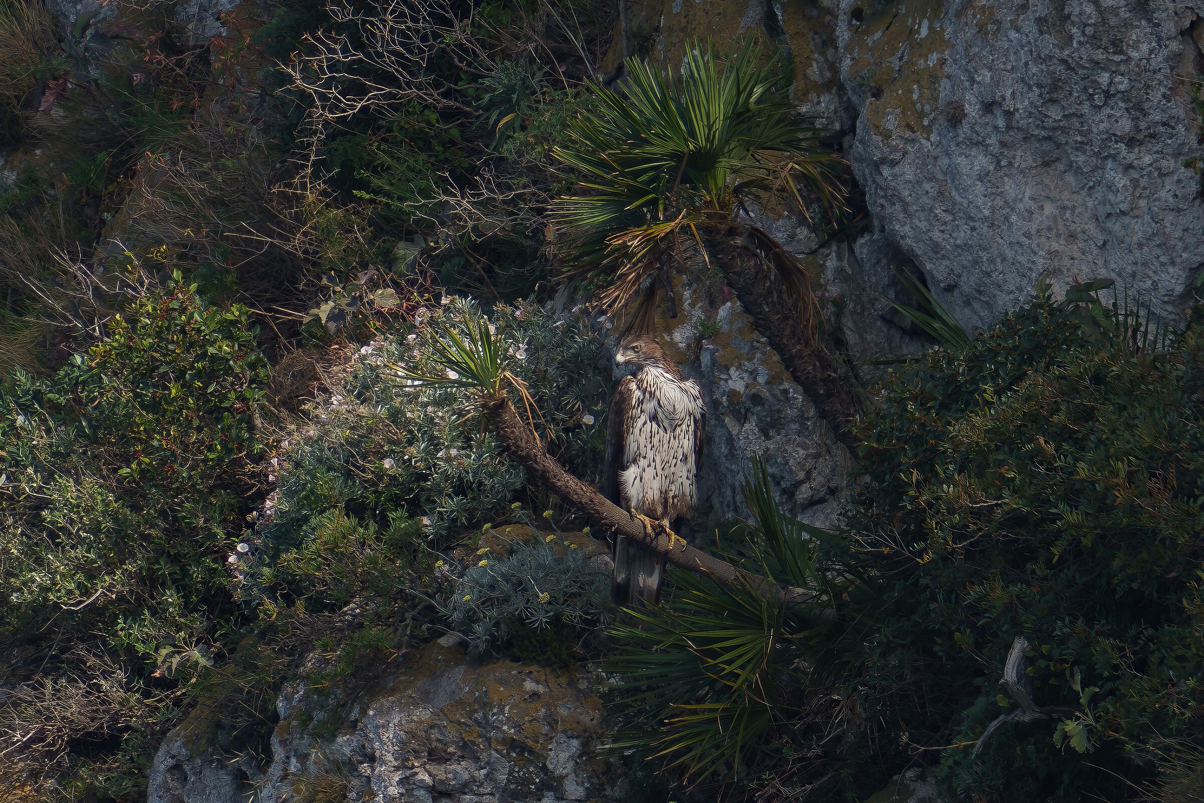 Bonelli on dwarf palm
