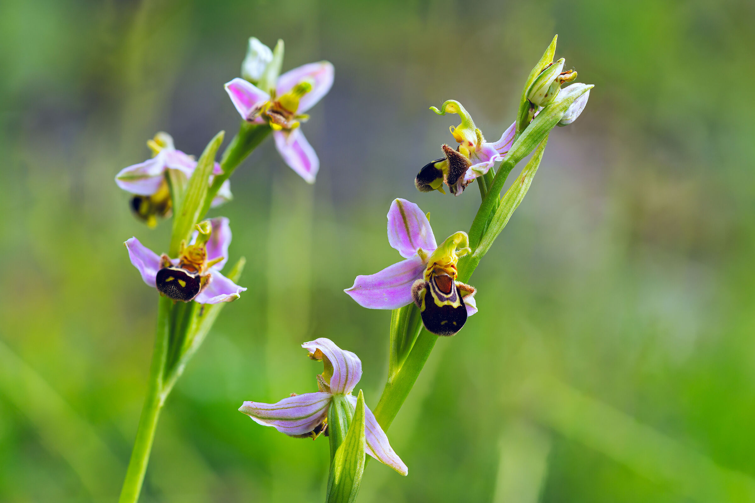 Ophrys apifera