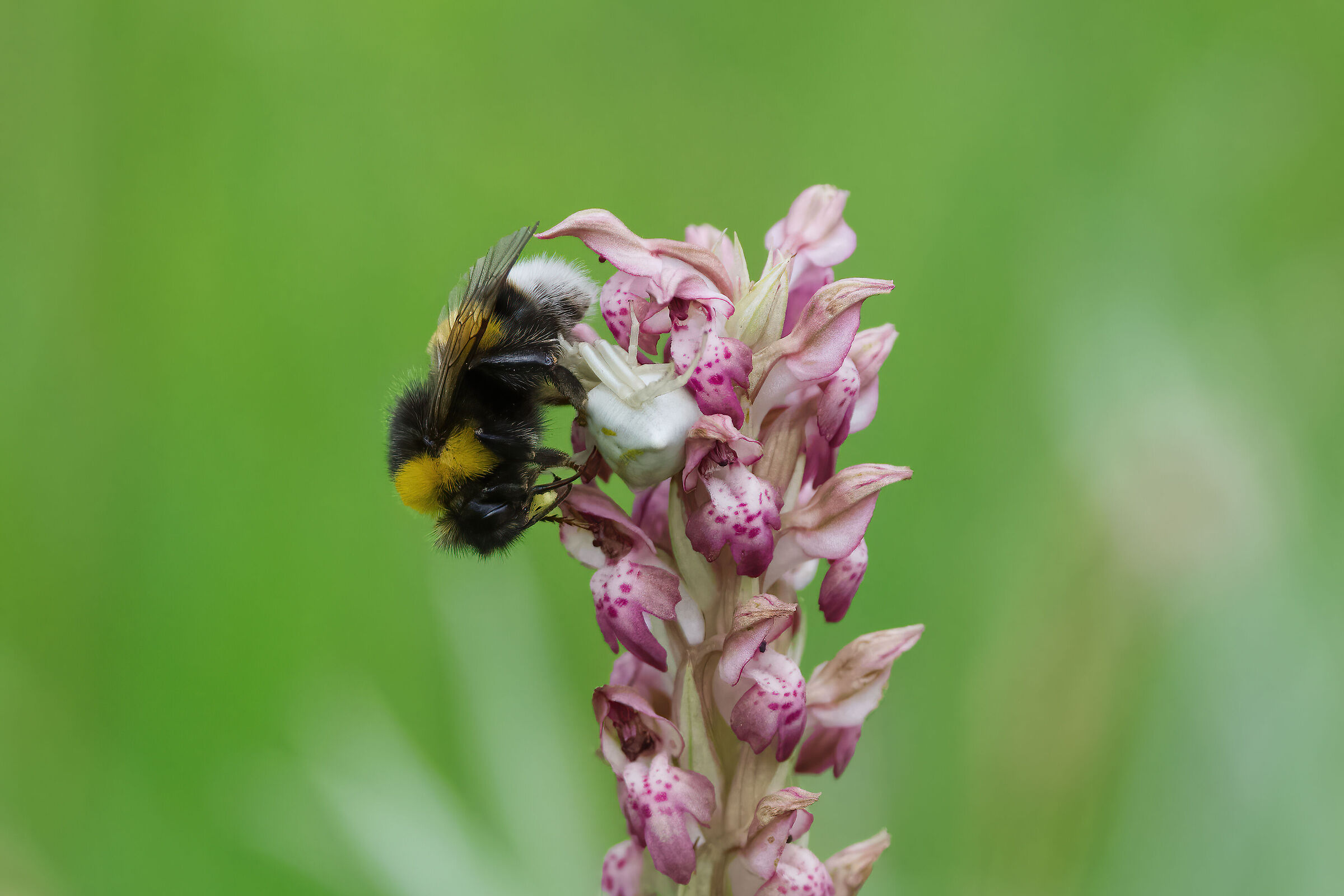 I pollinii, il bombo, il tomiside e l'orchidea...