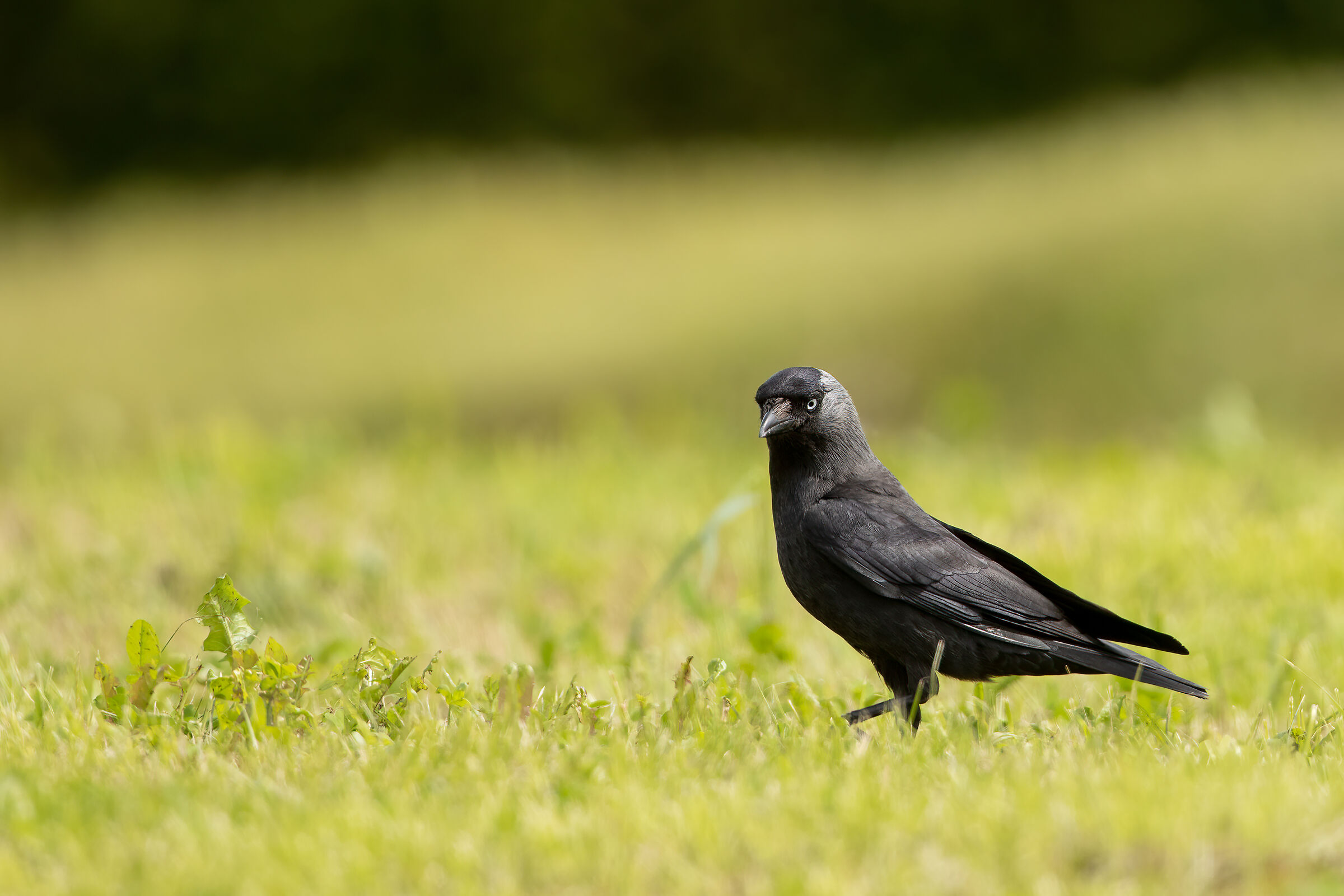 Jackdaw