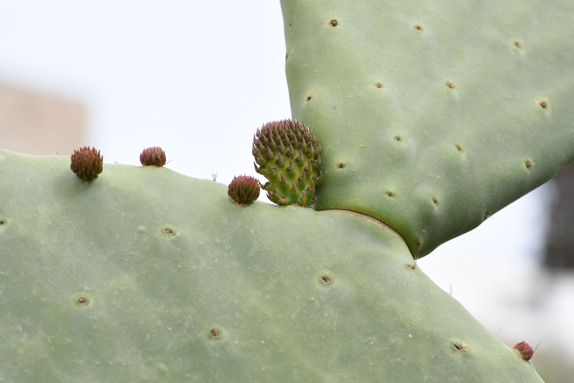 " Crop 150 " Tokina 100 F. 2.8 Atx-i - Nikon D 7200