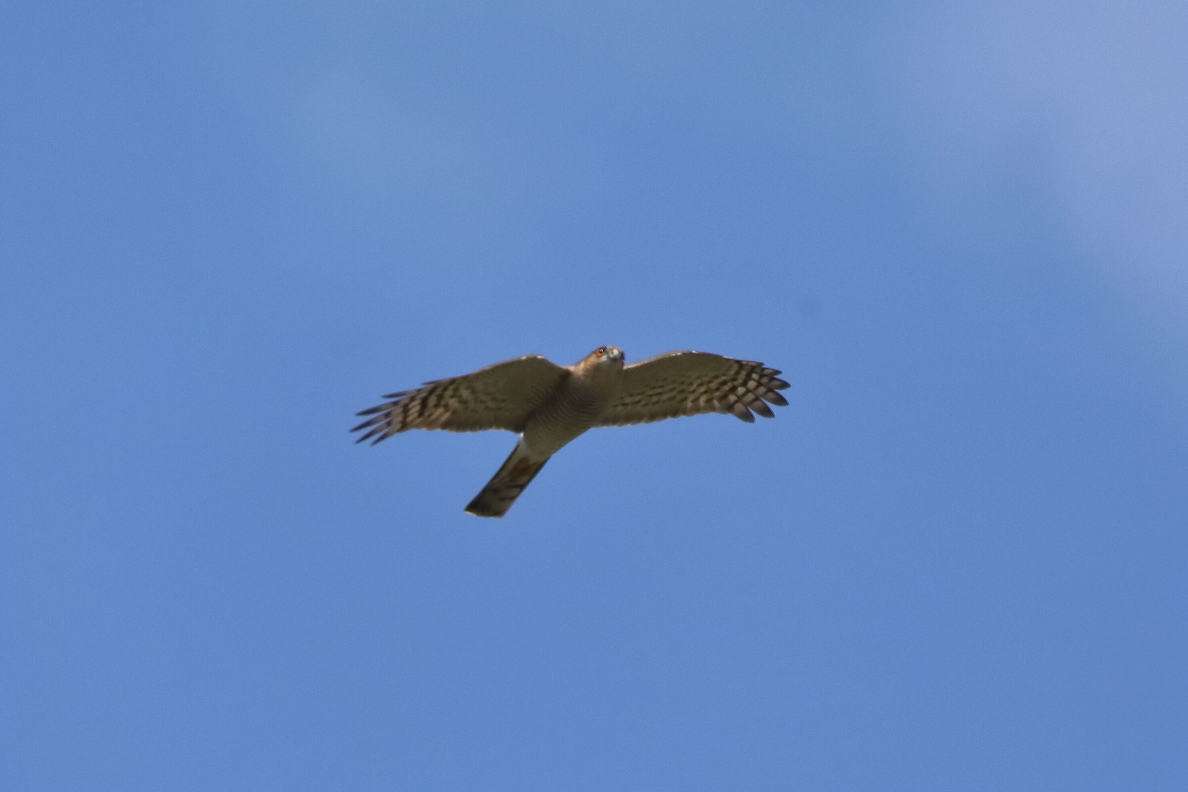 Sparrowhawk 21 March 2024 - 0063