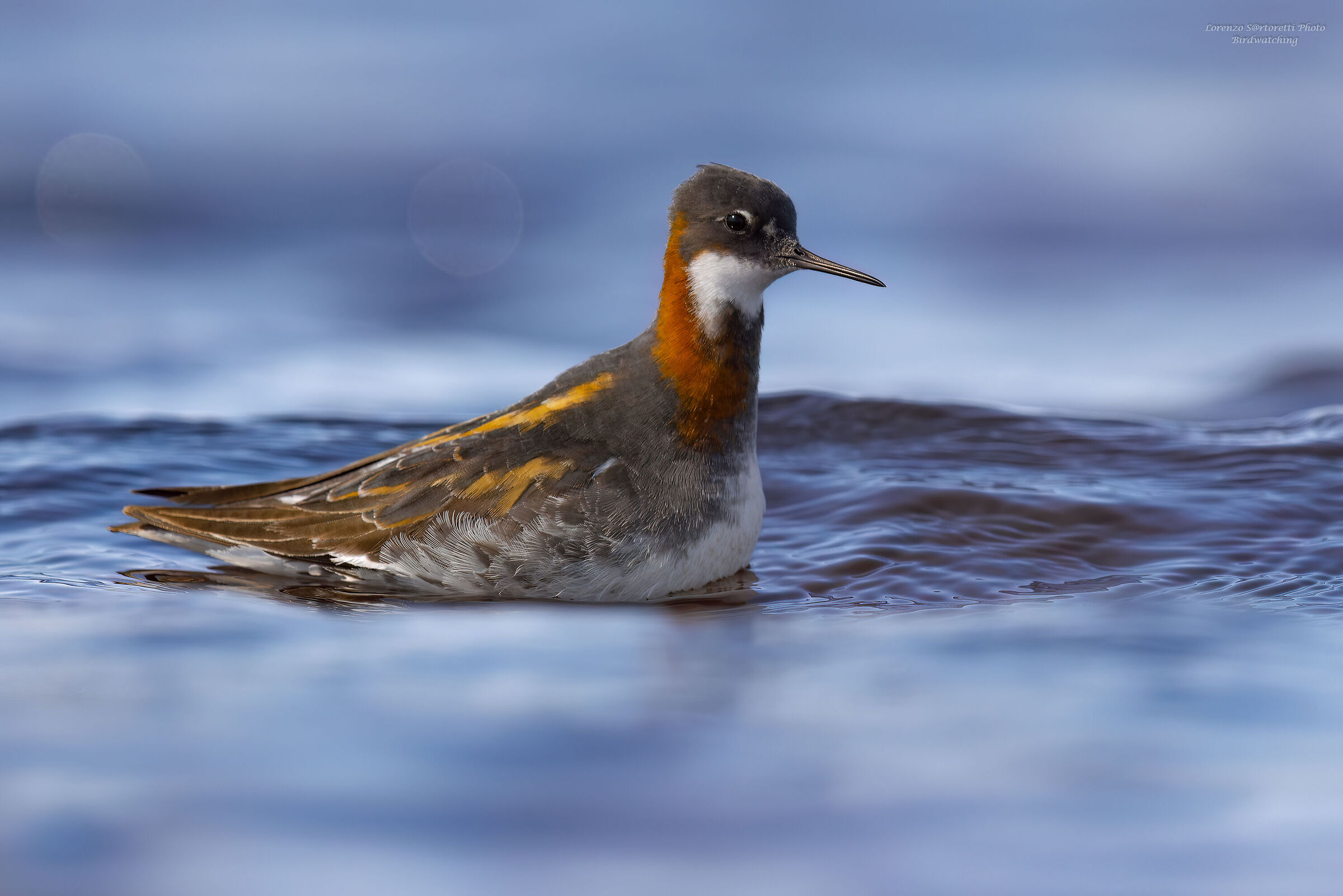 Falaropo beccosottile