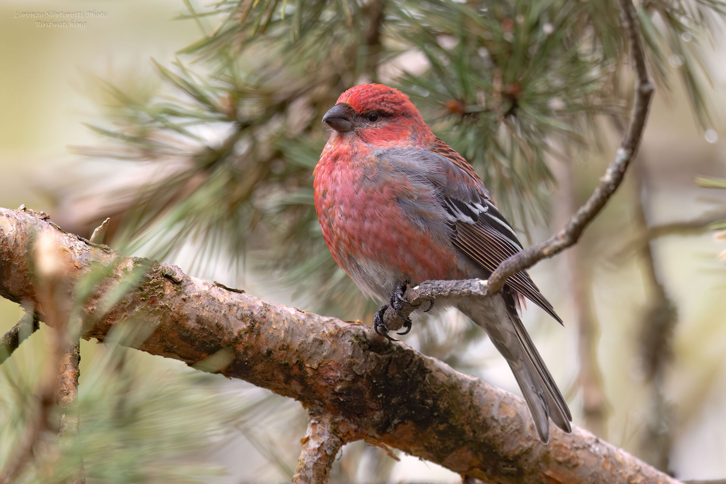 Ciuffolotto delle pinete m.