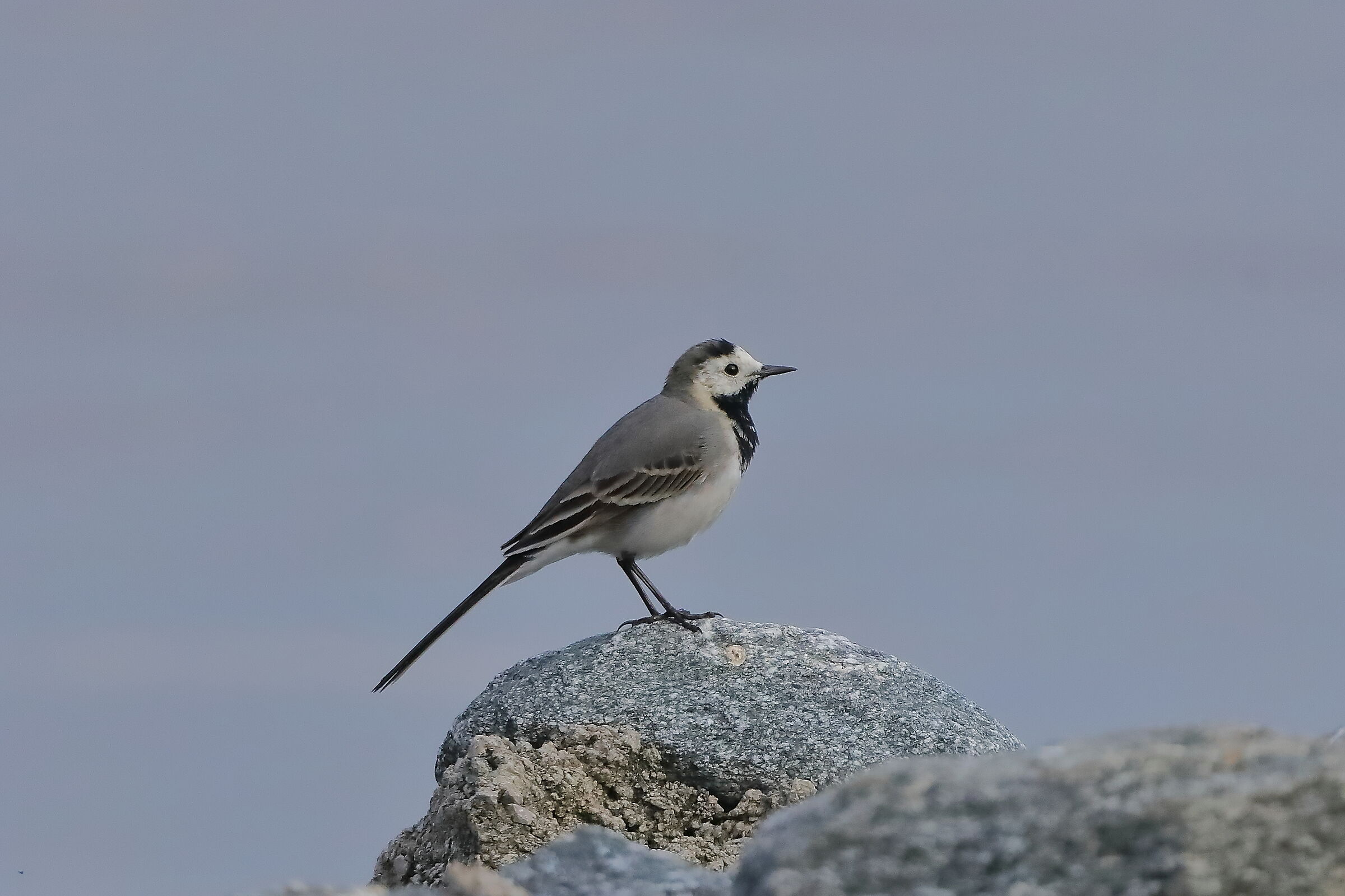 Ballerina B 20 March 2024 - 0078