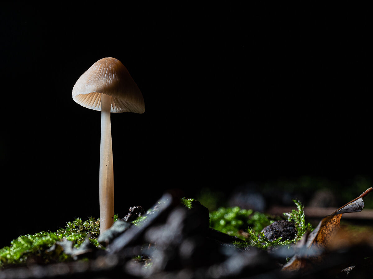 Tiny Mushroom_01