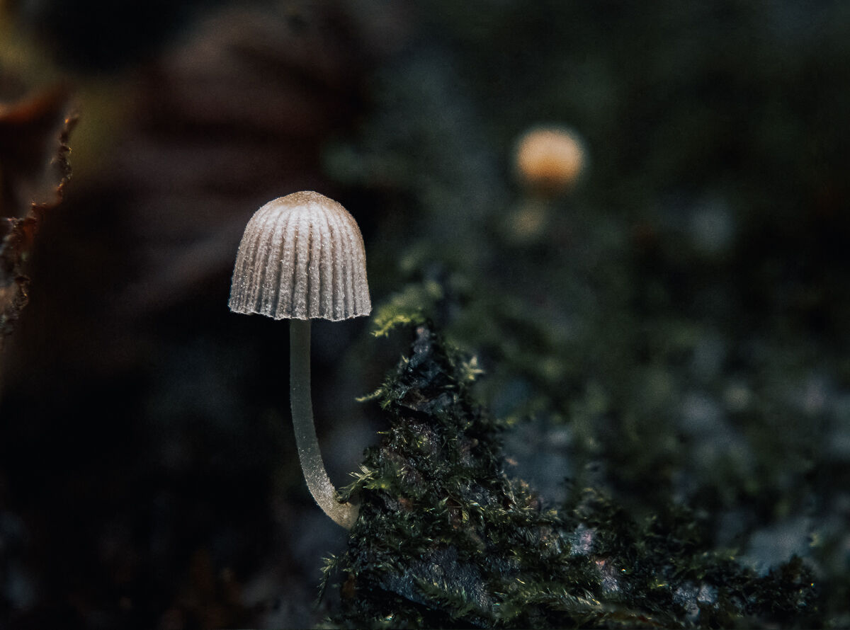 Tiny Mushroom_02