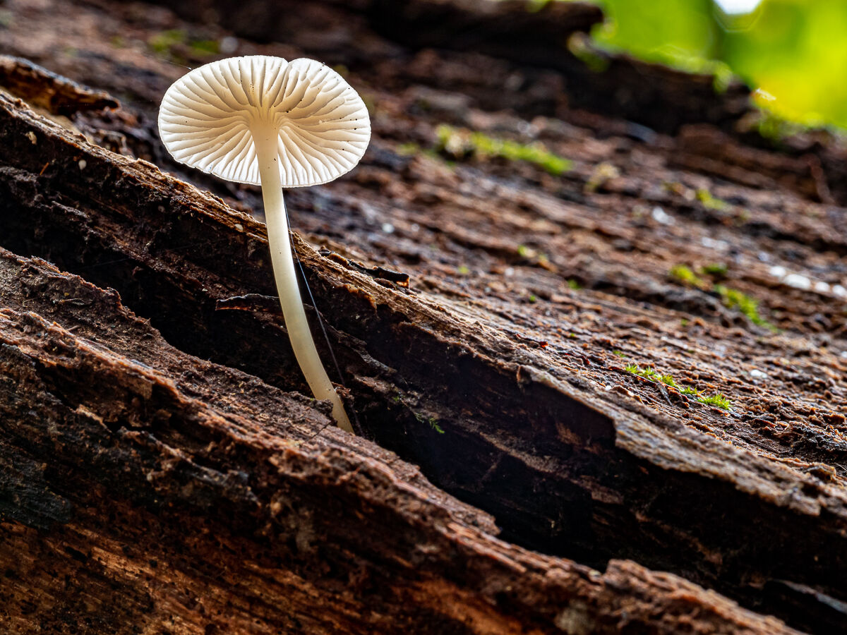 Tiny Mushroom_03